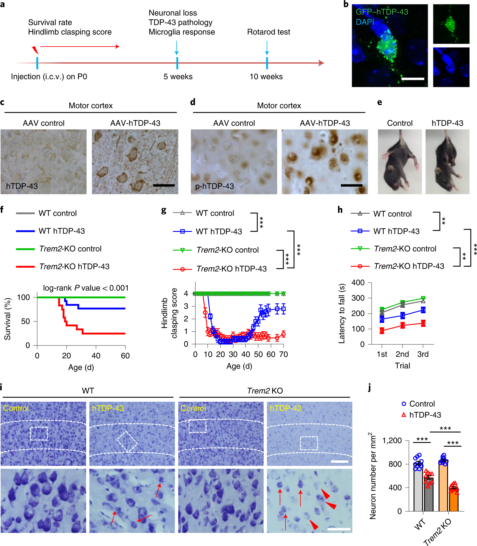TREM2 interacts with TDP-43 and mediates microglial neuroprotection against  TDP-43-related neurodegeneration | Nature Neuroscience