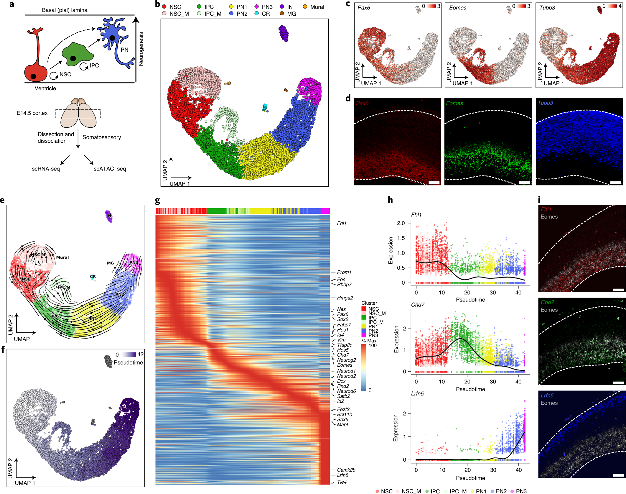 Temporally Regulated and Tissue-Specific Gene Manipulations in the