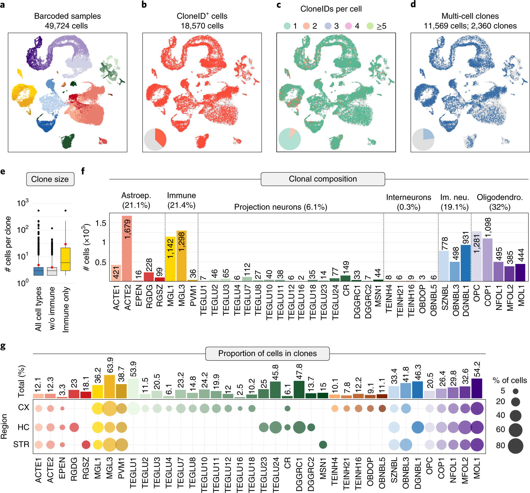 Fig. 2: Clone reconstruction across cell types and regions in the mouse telencephalon.