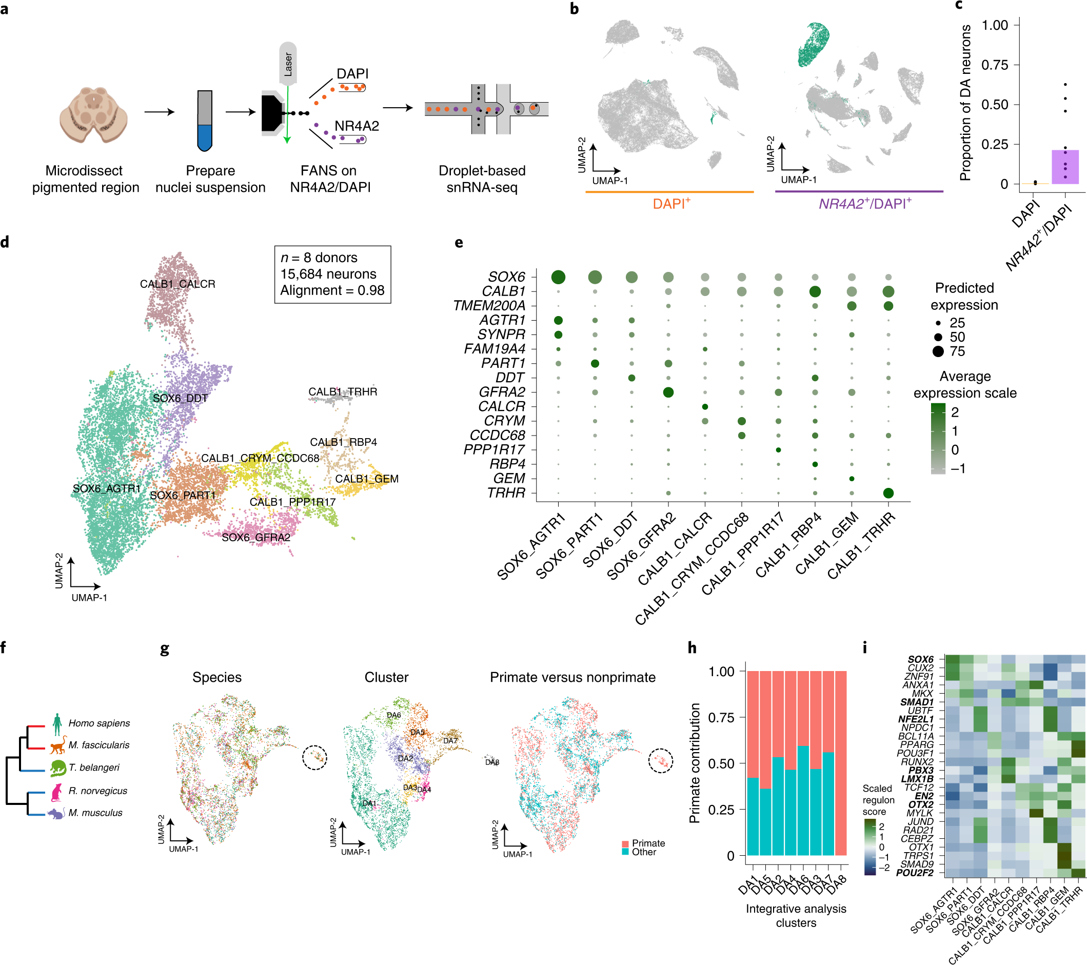 A dopamine-induced gene expression signature regulates neuronal