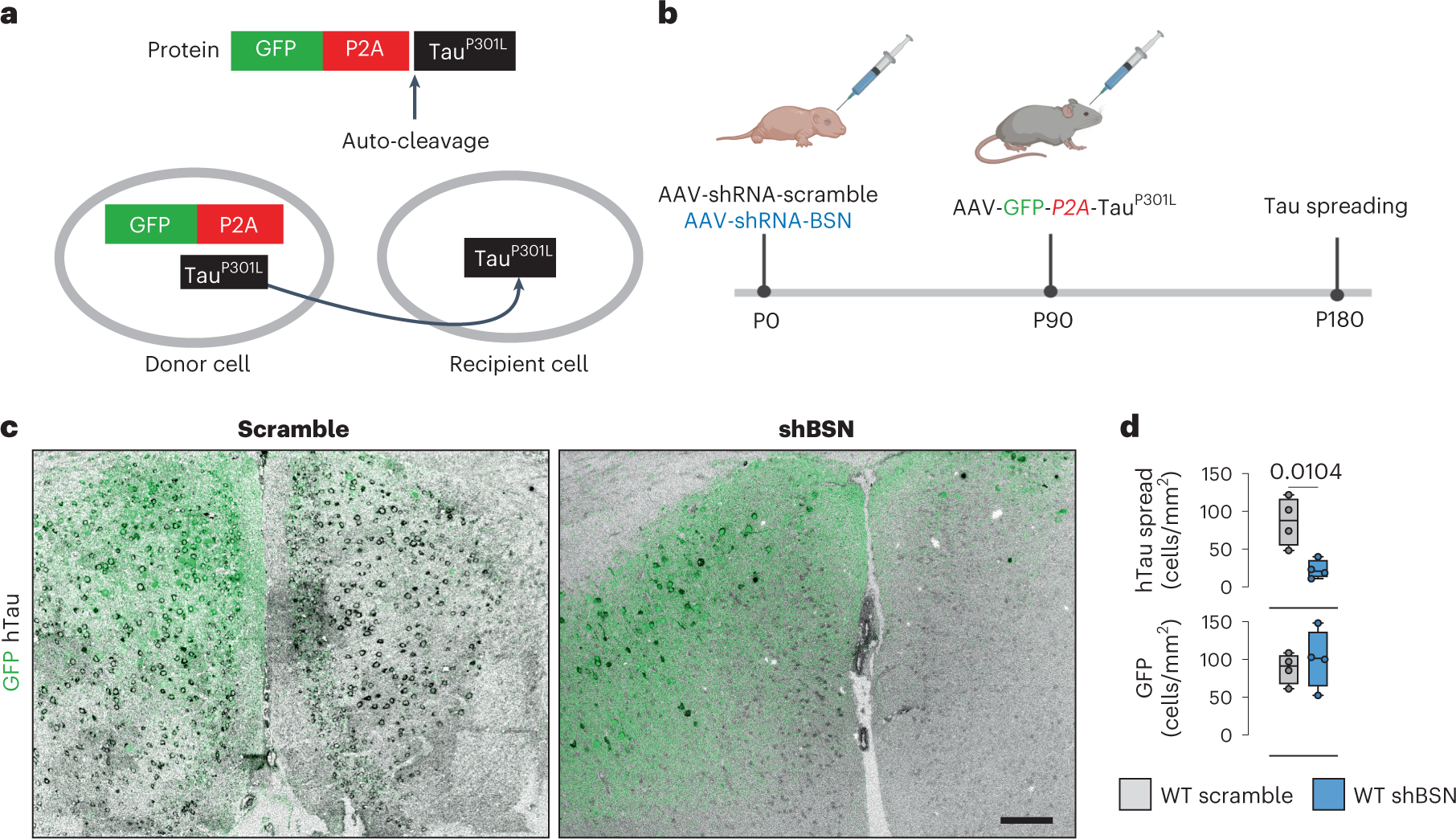 Fig. 4: Bassoon contributes to tau spreading in vivo.