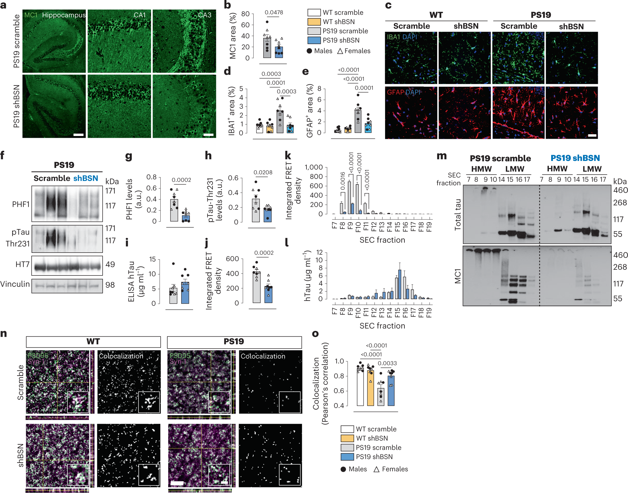 Fig. 5: Bassoon downregulation reduces tau pathology and tau-seeding stability in vivo.