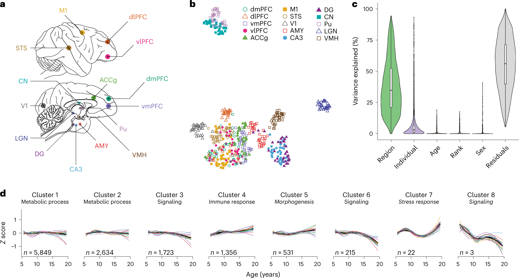 Multiregion transcriptomic profiling of the primate brain reveals signatures of aging and the social environment Nature Neuroscience photo