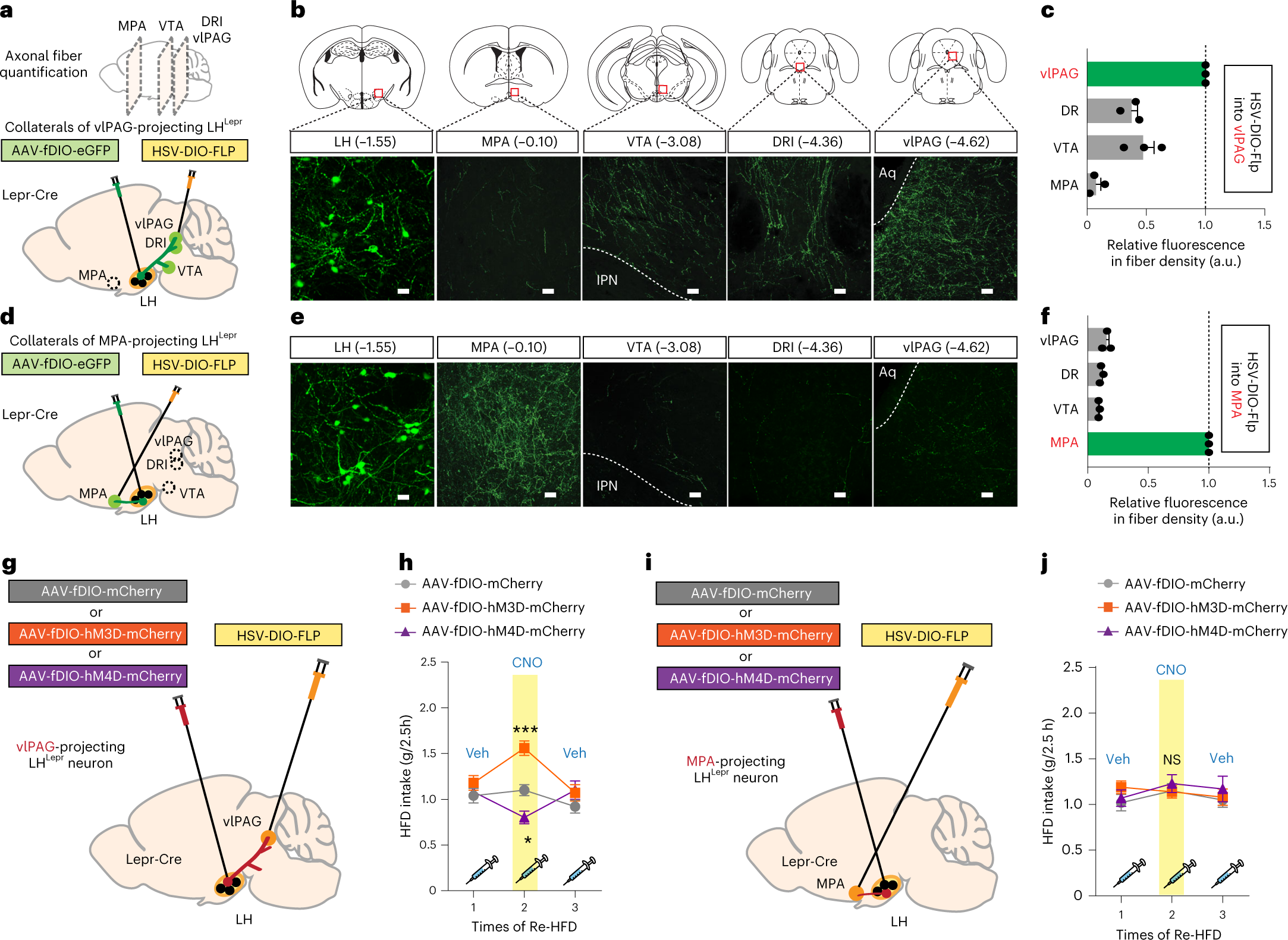 Fig. 4: Modulation of LHLepr → vlPAG neuronal activity influences binge-like eating.