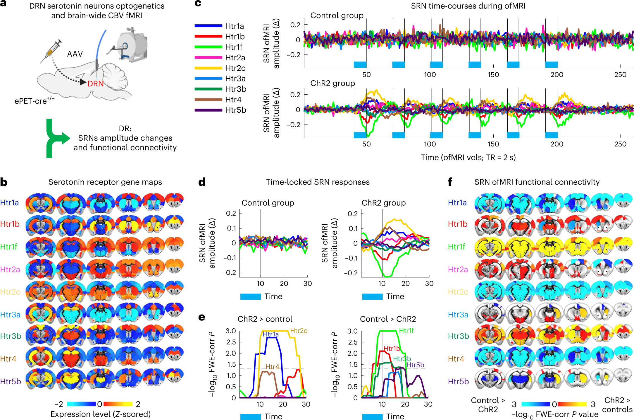 Fig. 2: Activity of DRN serotonin neurons modulates SRNs.