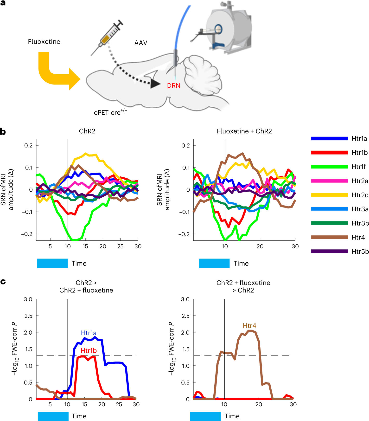 Fig. 3: Fluoxetine manipulation alters neuromodulation in predicted SRNs.