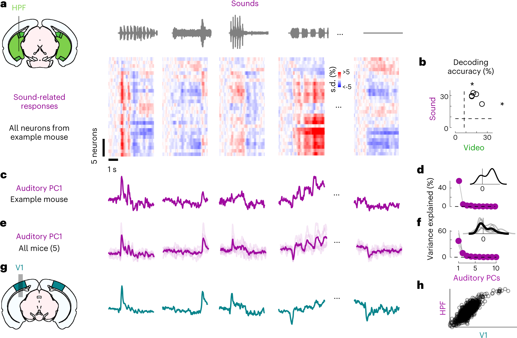 Fig. 2: Sounds evoke stereotyped responses in hippocampal formation.