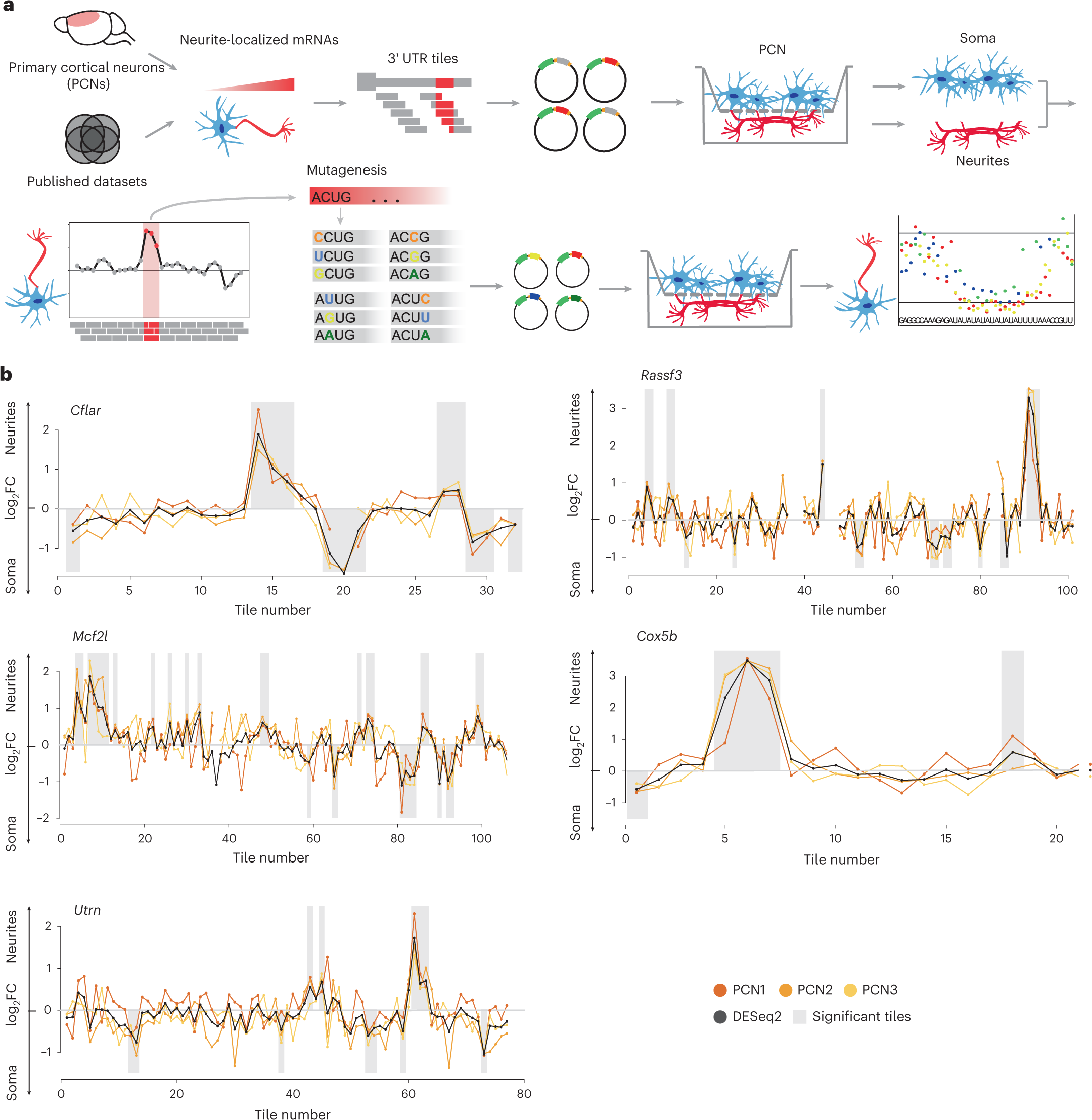 Massively parallel identification of mRNA localization elements in primary  cortical neurons | Nature Neuroscience