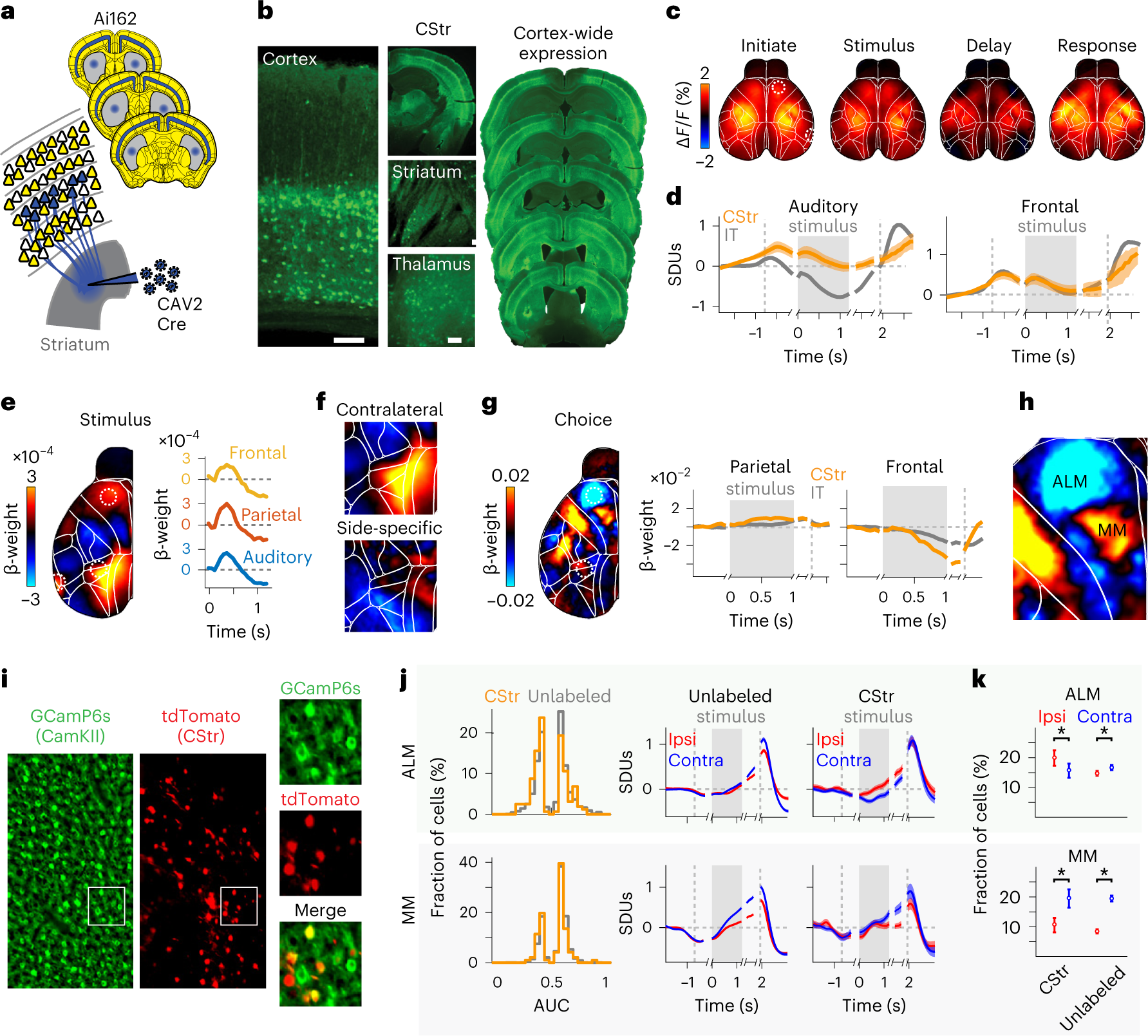 Fig. 7: An intersectional approach to measure cortex-wide activity of corticostriatal neurons.