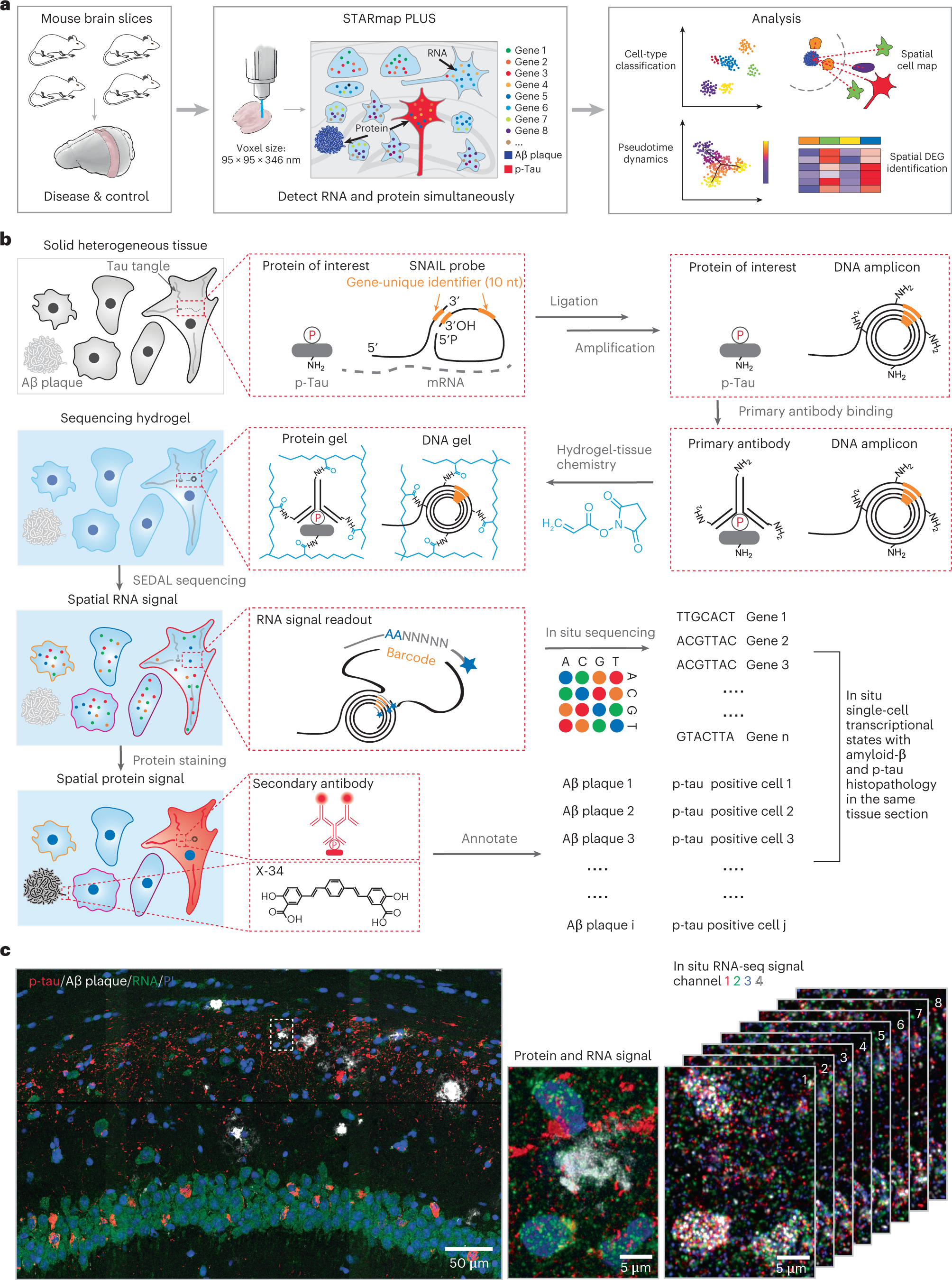 Integrative in situ mapping of single-cell transcriptional states and  tissue histopathology in a mouse model of Alzheimer's disease | Nature  Neuroscience