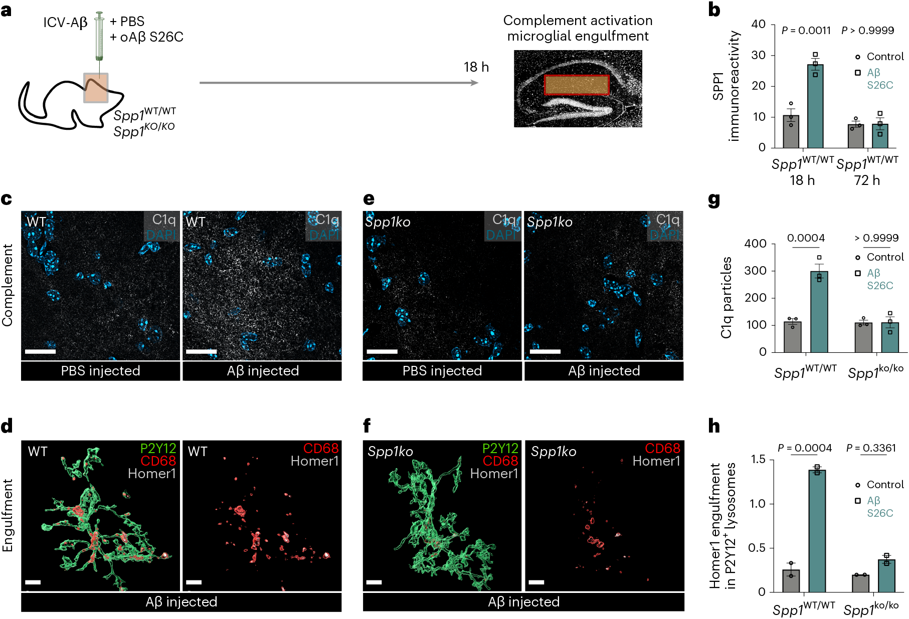 Fig. 3: Spp1 modulates complement activation and microglial synaptic engulfment upon acute oAβ challenge.