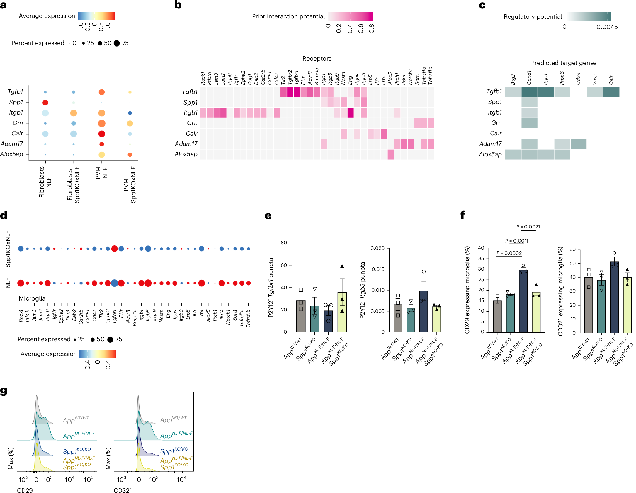 Fig. 5: Spp1 regulates perivascular–microglial interaction networks.