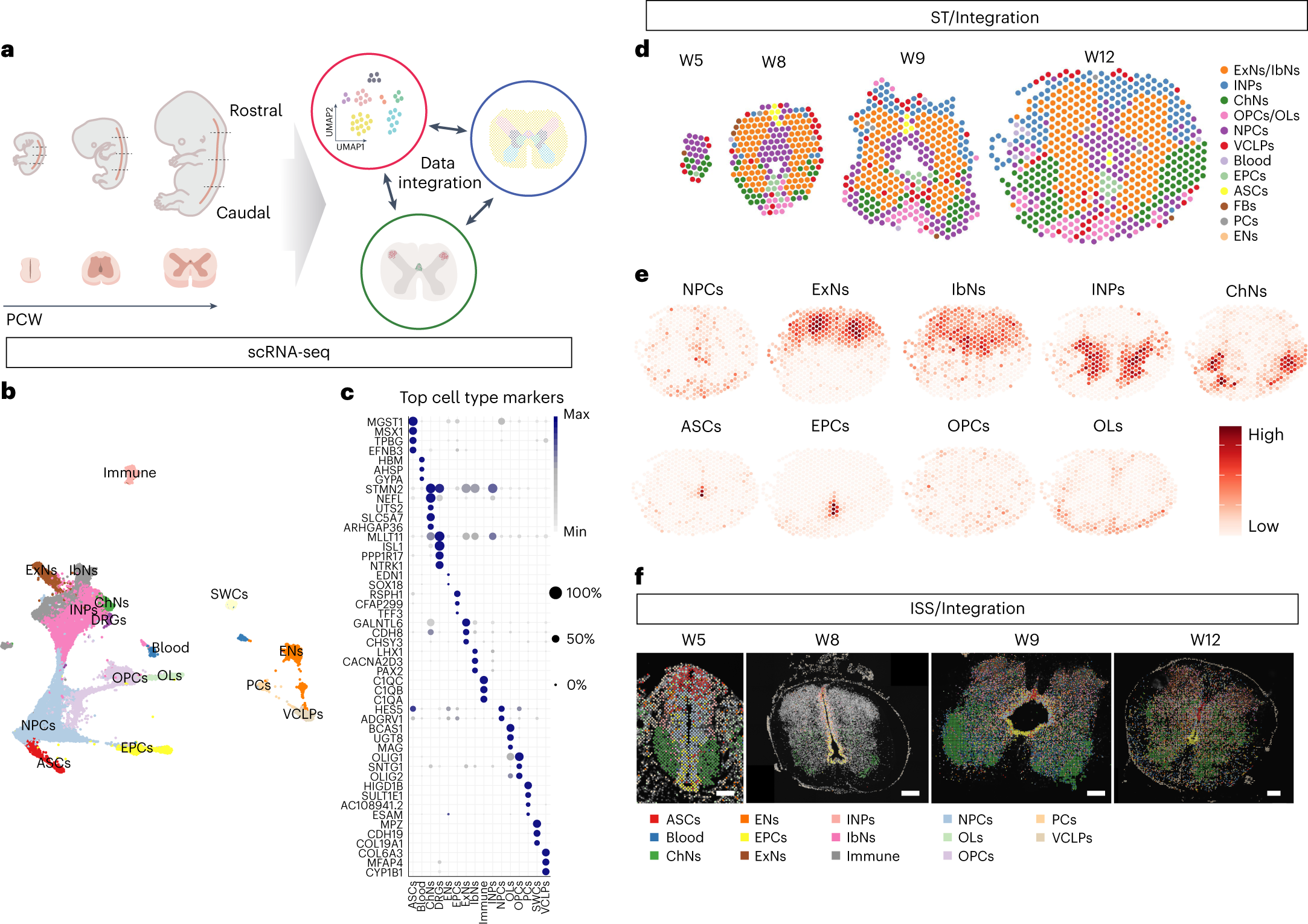 Profiling spatiotemporal gene expression of the developing human spinal cord  and implications for ependymoma origin | Nature Neuroscience