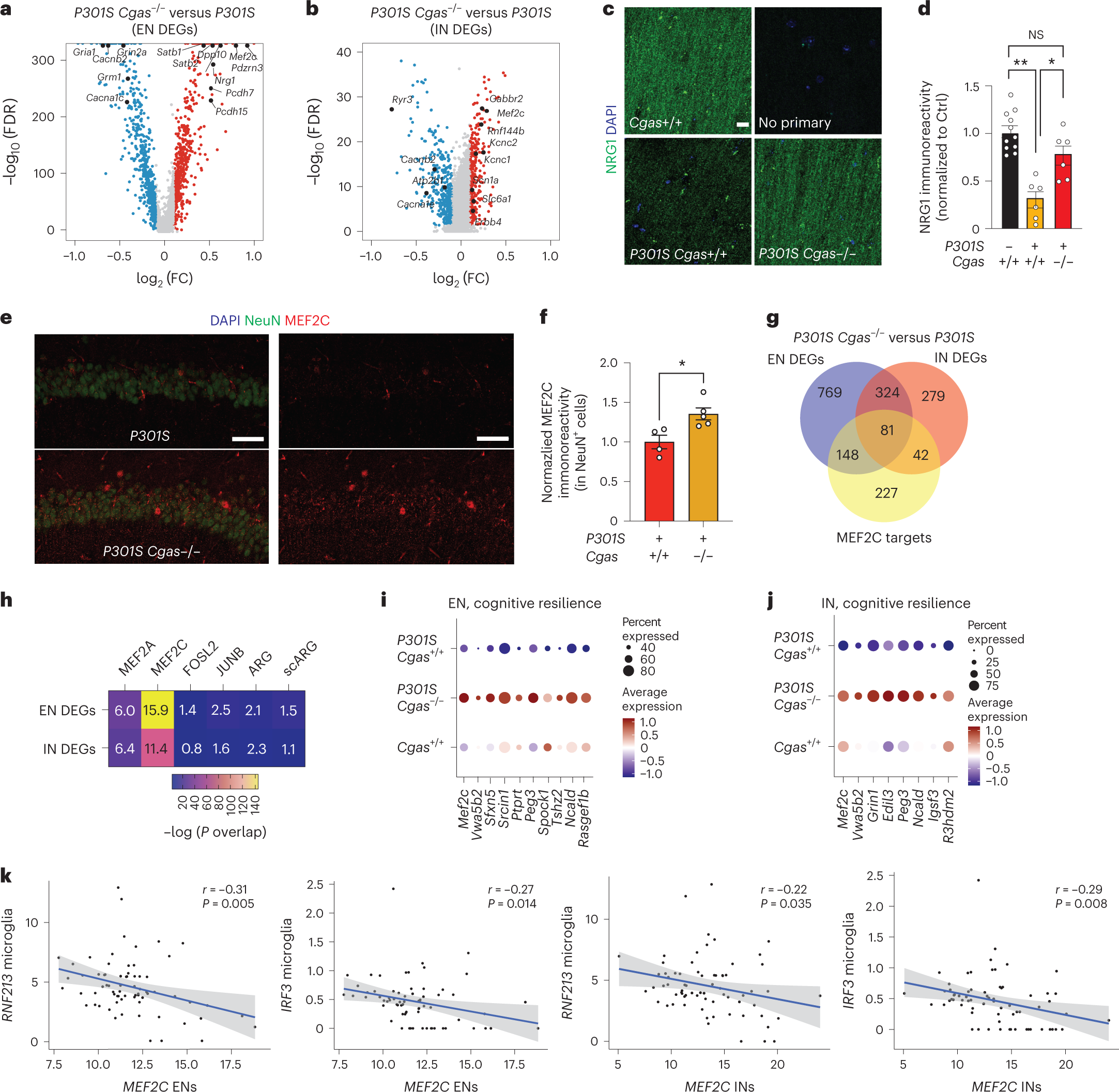 Fig. 5: The MEF2C transcription network is enhanced by Cgas deletion and inversely correlates with the microglial IFN response in mice and humans.