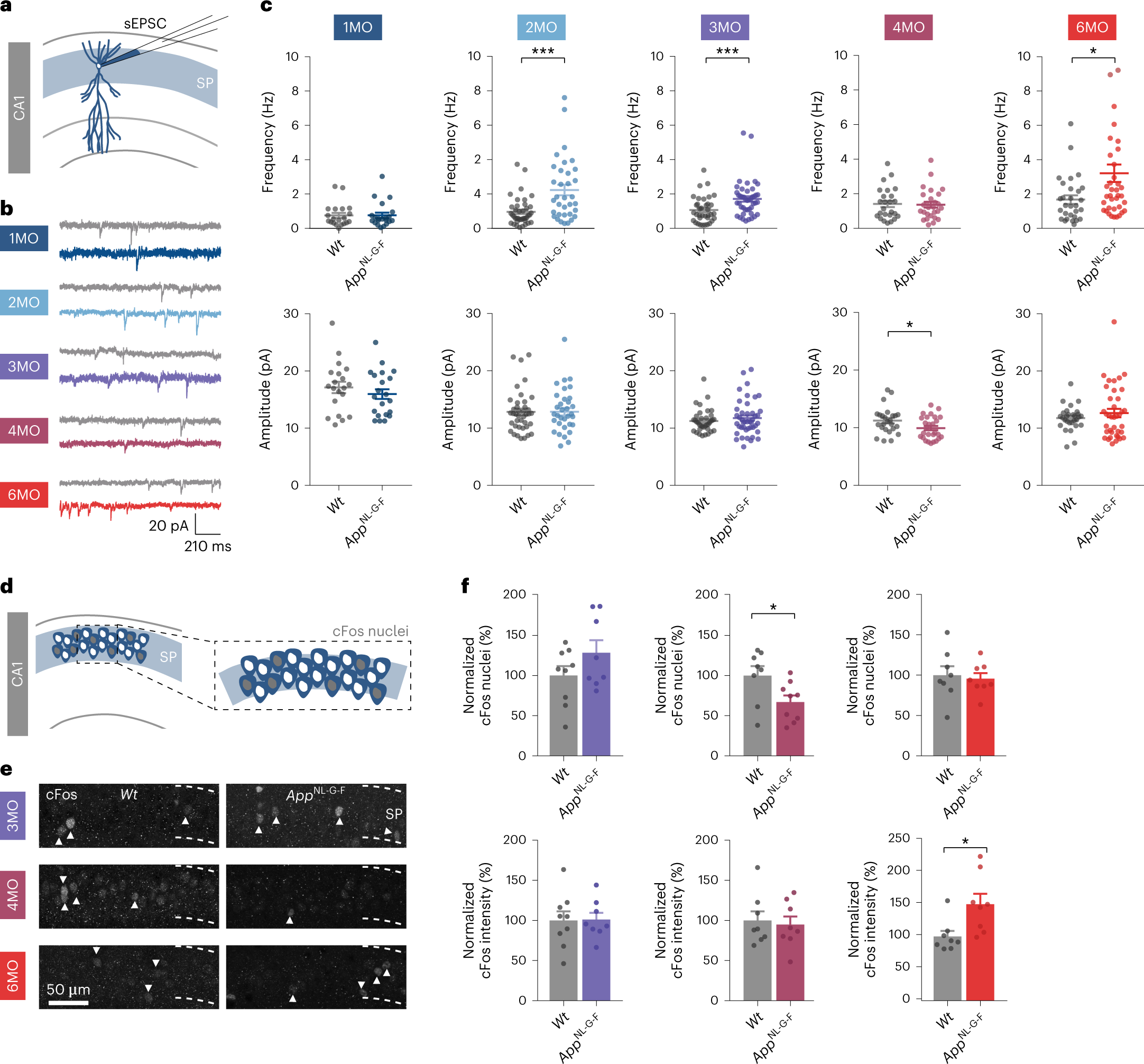Fig. 1: Homeostatic plasticity response counteracts increased excitatory drive to CA1 pyramidal neurons in AppNL-G-F mice.