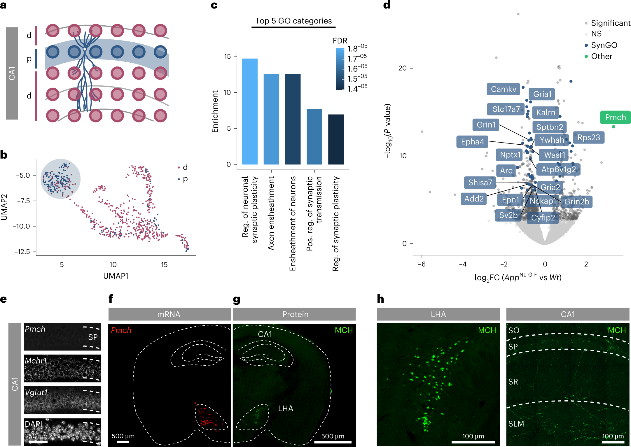 Fig. 2: Spatial transcriptomics reveals Pmch as a key player in plasticity response.