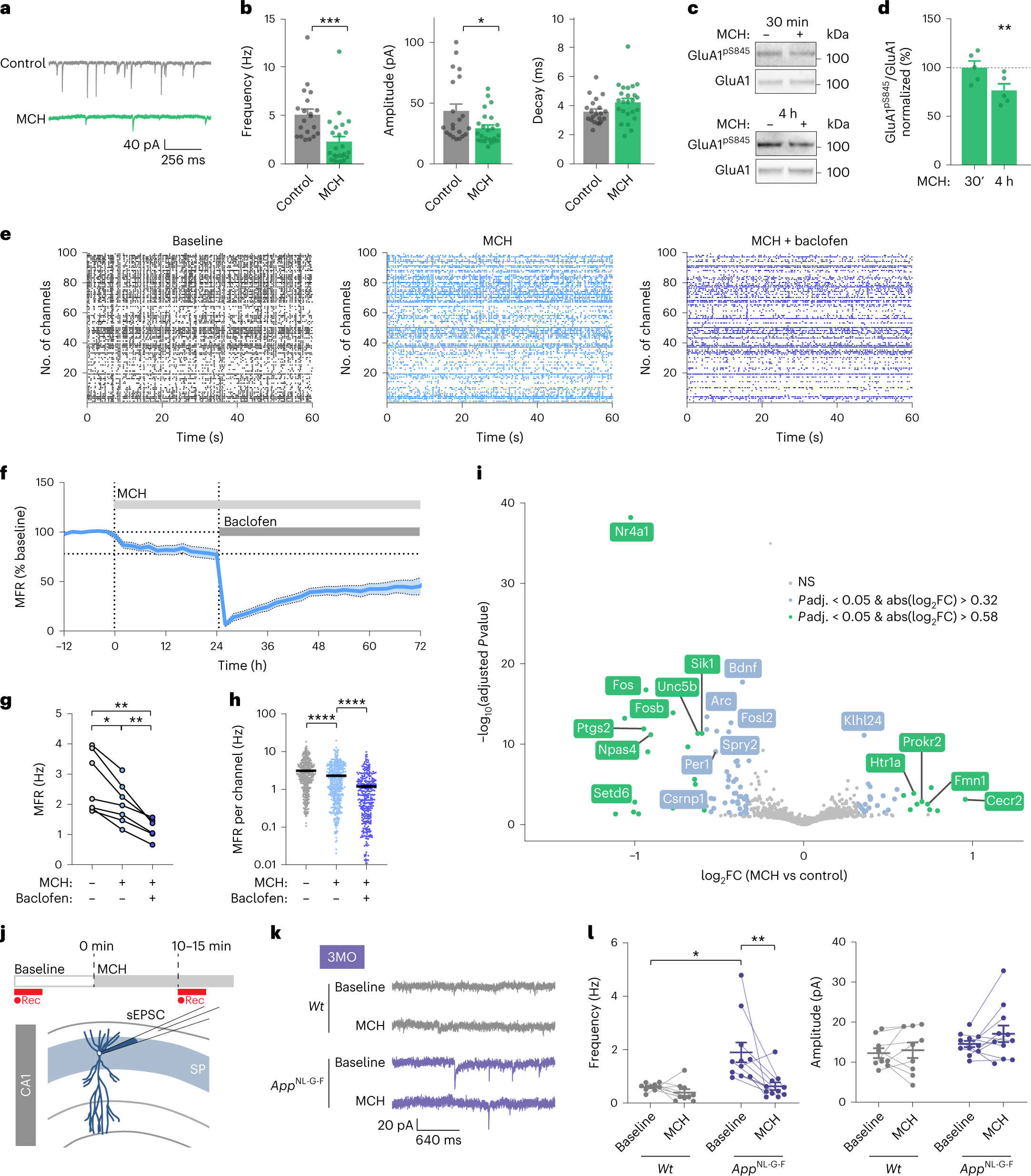 Fig. 3: Melanin-concentrating hormone decreases synaptic strength and modulates firing rate homeostasis.