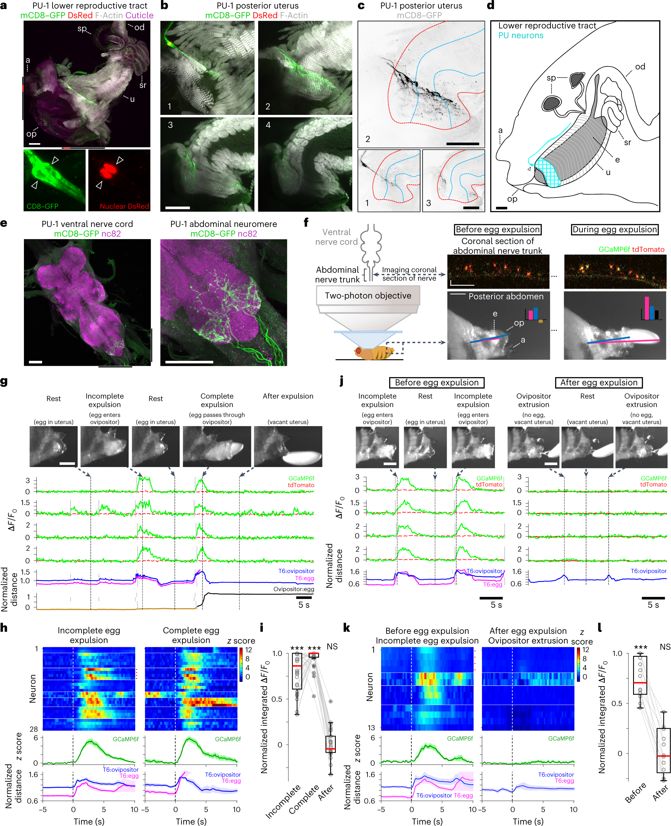 Fig. 5: PU sensory neurons are activated by the progression of the egg.