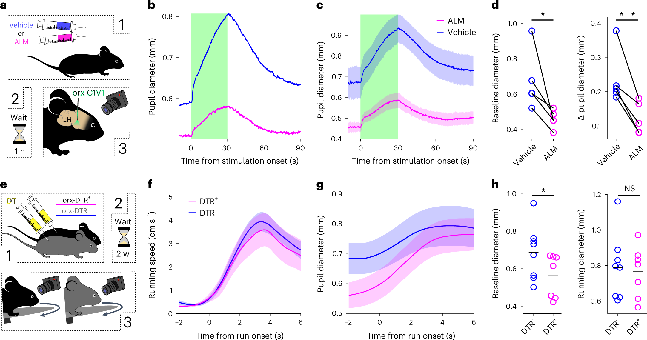 Fig. 2: Disruption of orexin cell function leads to observable pupil size differences.