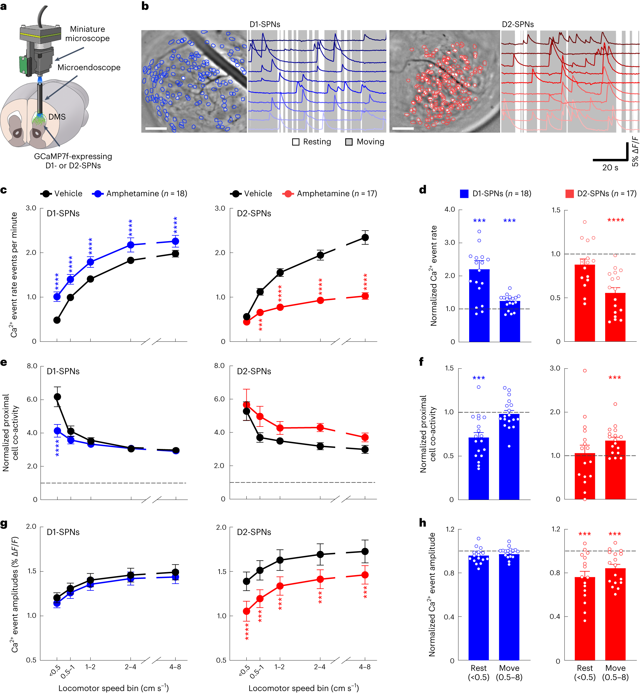Antipsychotic drug efficacy correlates with the modulation of D1 rather  than D2 receptor-expressing striatal projection neurons | Nature  Neuroscience
