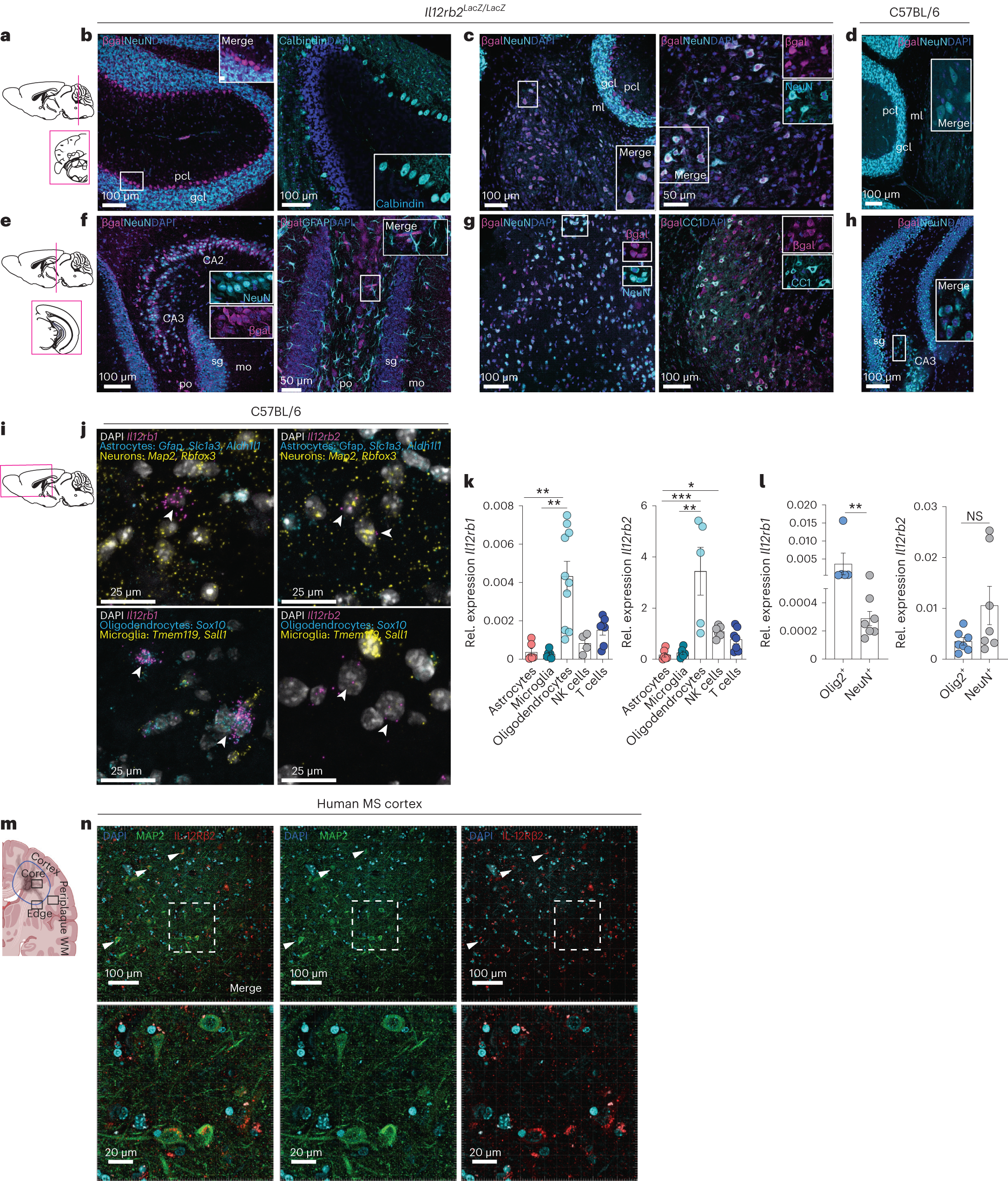Fig. 2: Neurons and oligodendrocytes are molecularly equipped to sense IL-12.