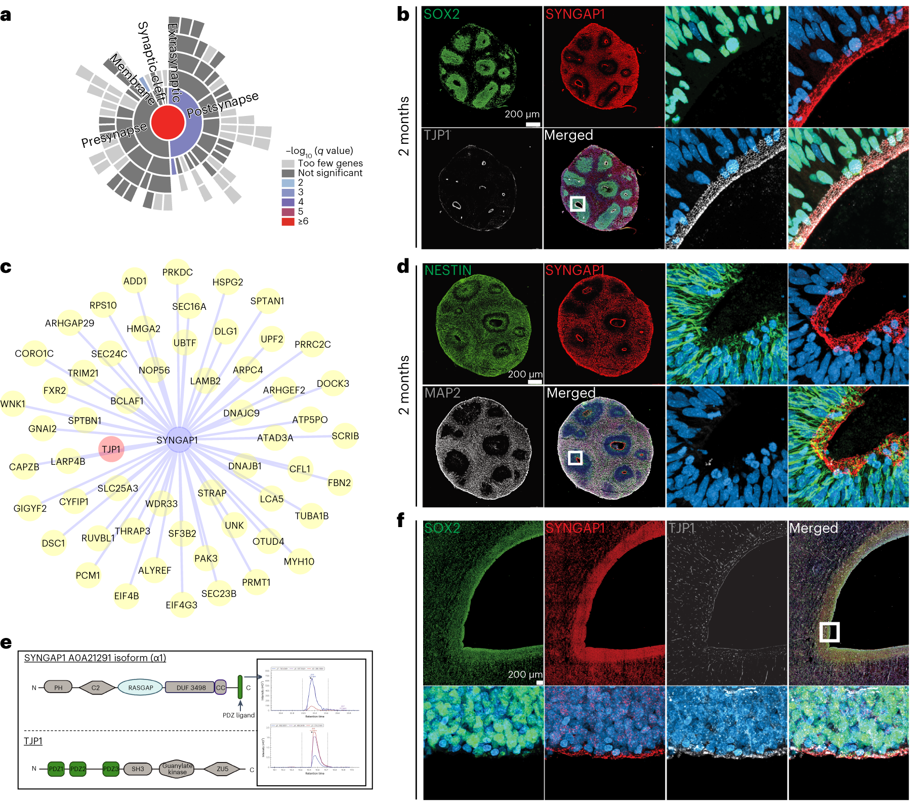 Addgene: pAAV-CAG-SomaGCaMP6f2