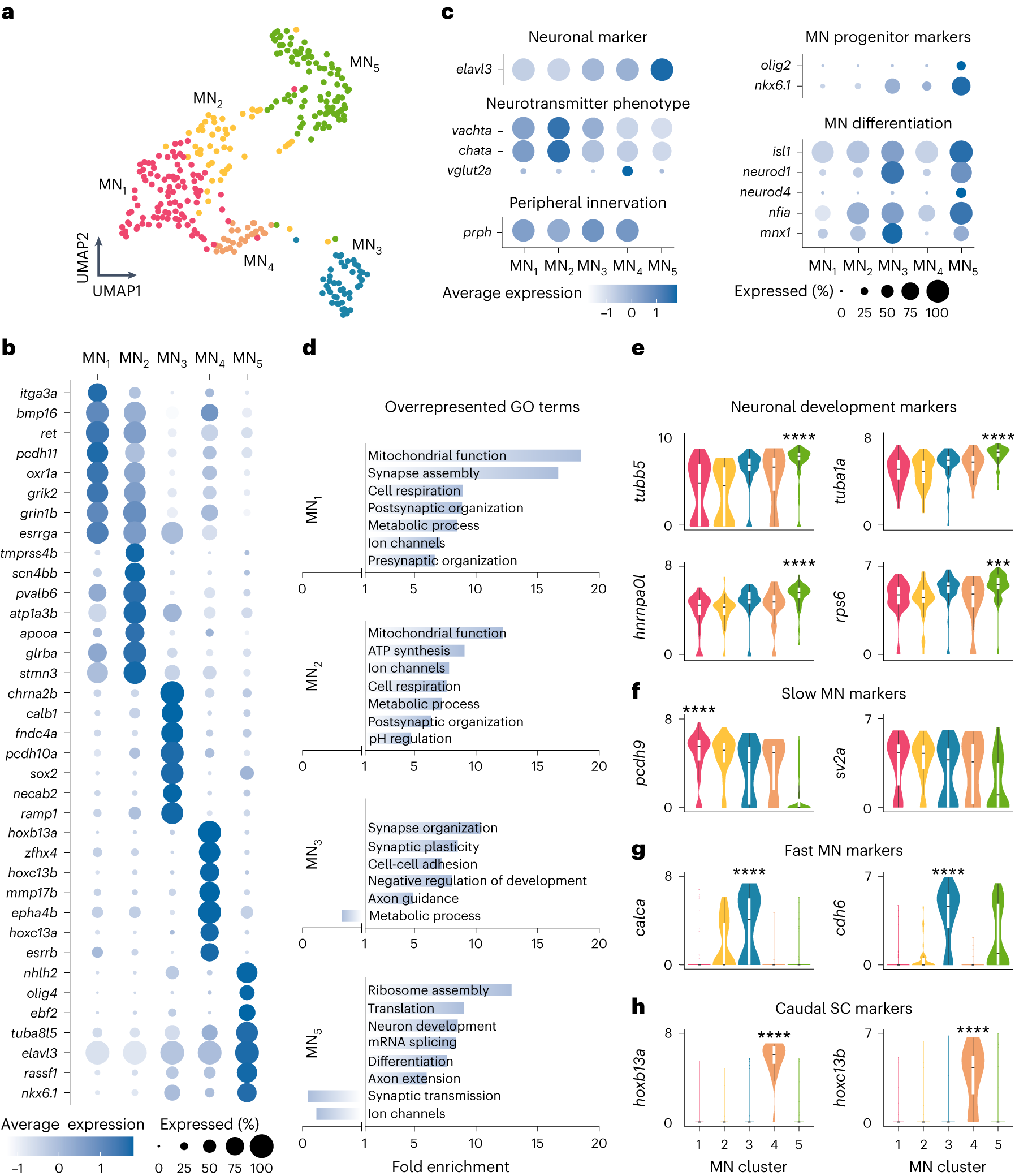 Molecular blueprints for spinal circuit modules controlling locomotor speed  in zebrafish