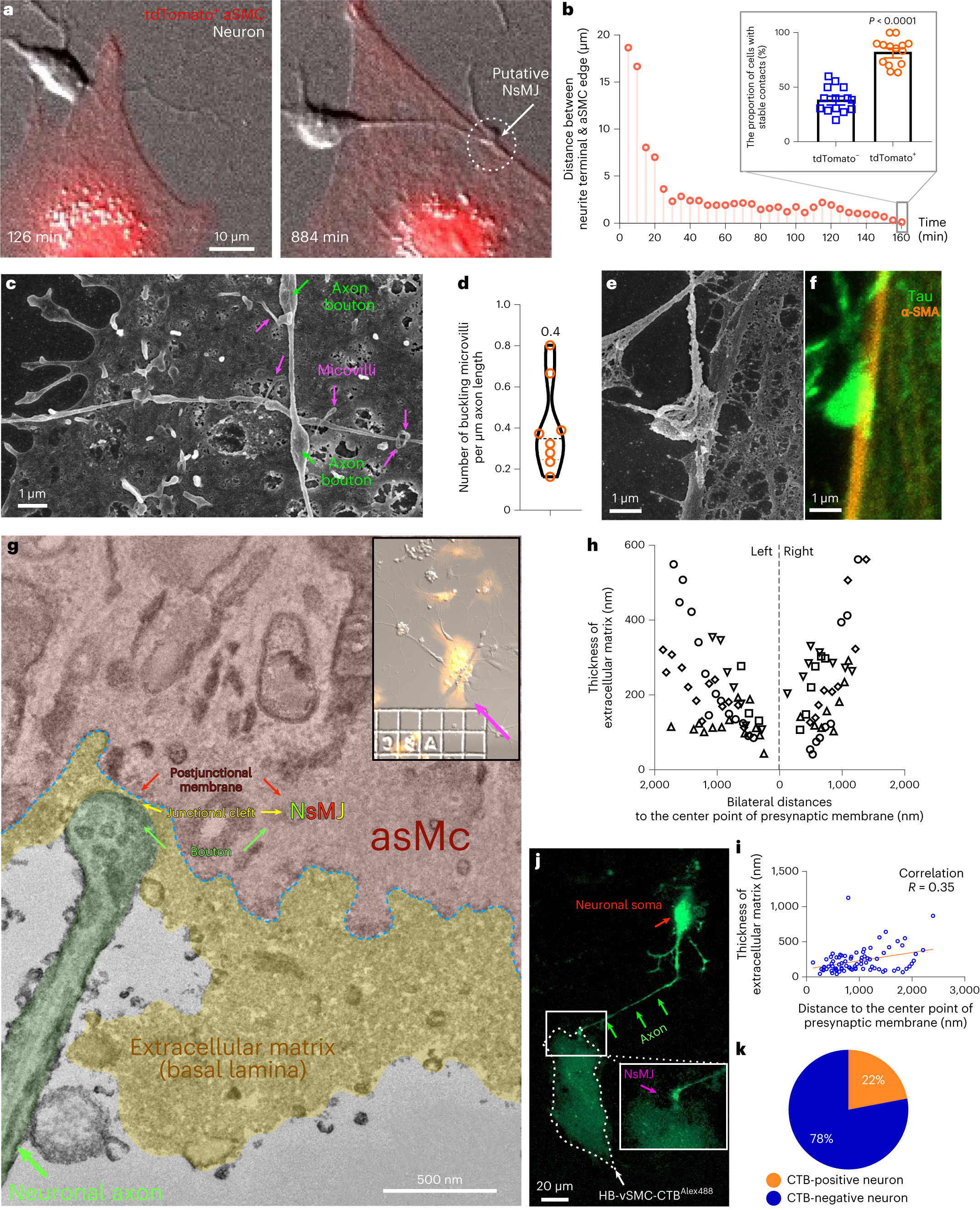 Fig. 2: Recapitulated NsMJs in vitro.