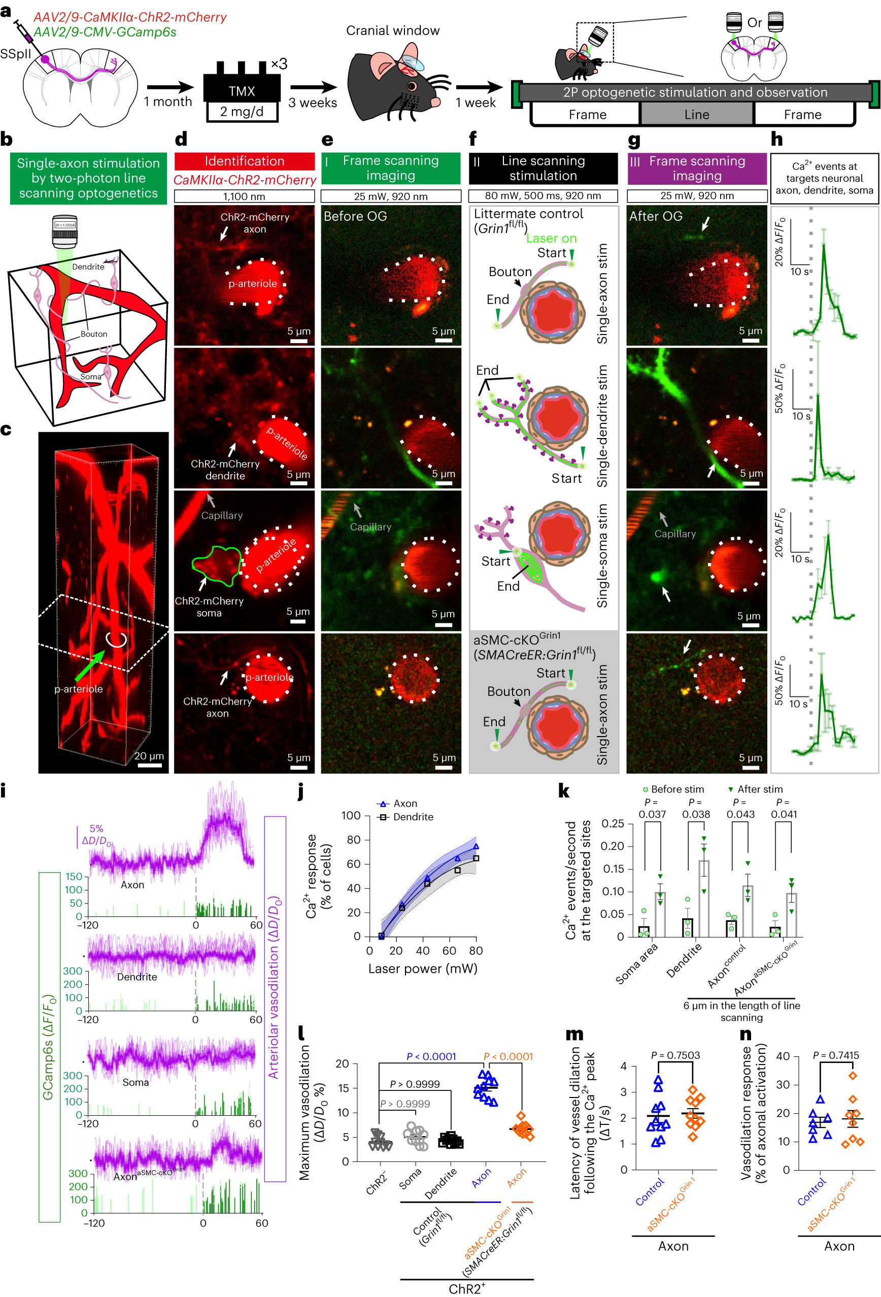 Fig. 5: A single glutamatergic axon optogenetic activation drives vasodilation, depending on Glu-NsMJ transmission.