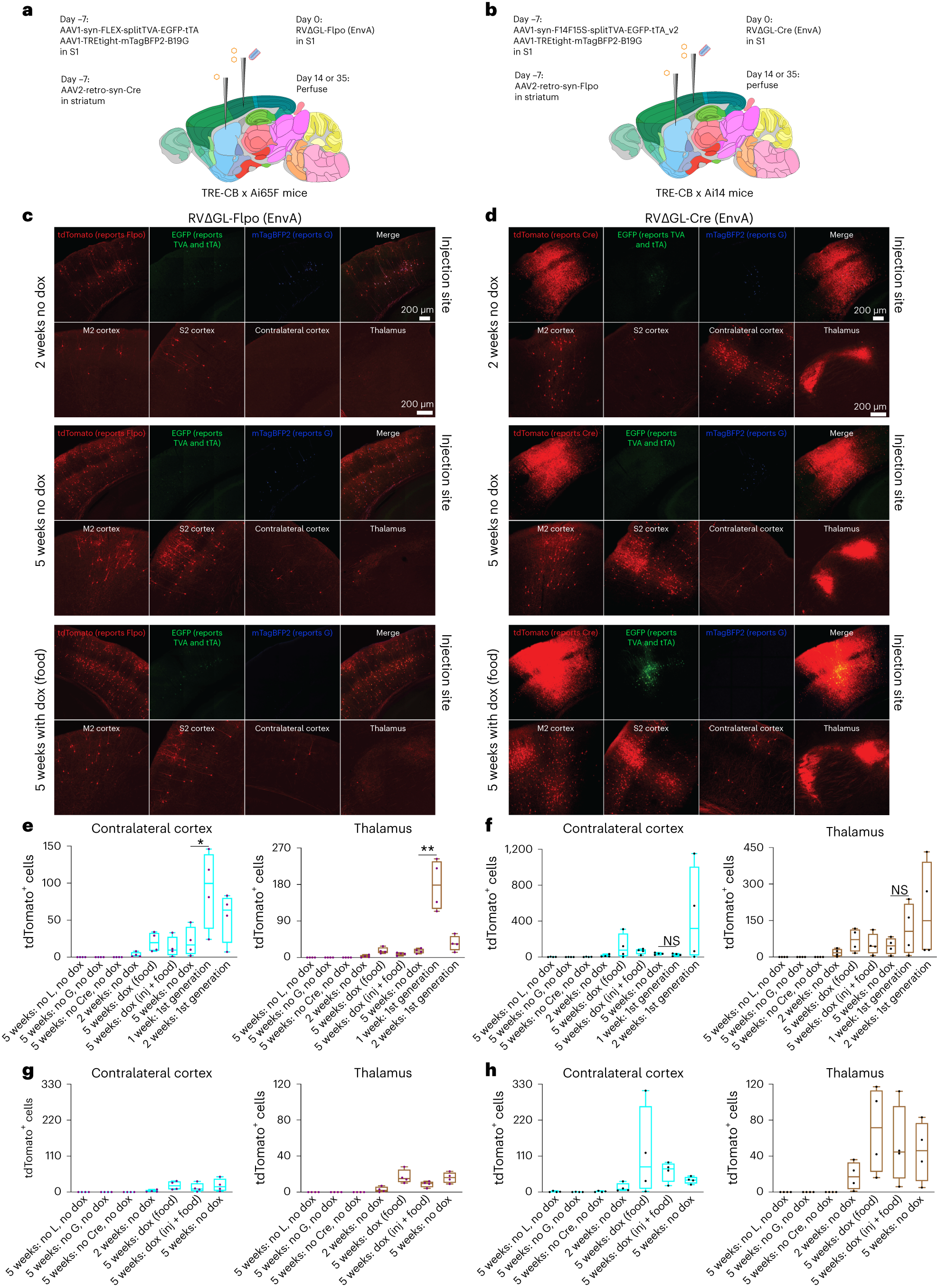 Long-term labeling and imaging of synaptically connected neuronal networks  in vivo using double-deletion-mutant rabies viruses | Nature Neuroscience