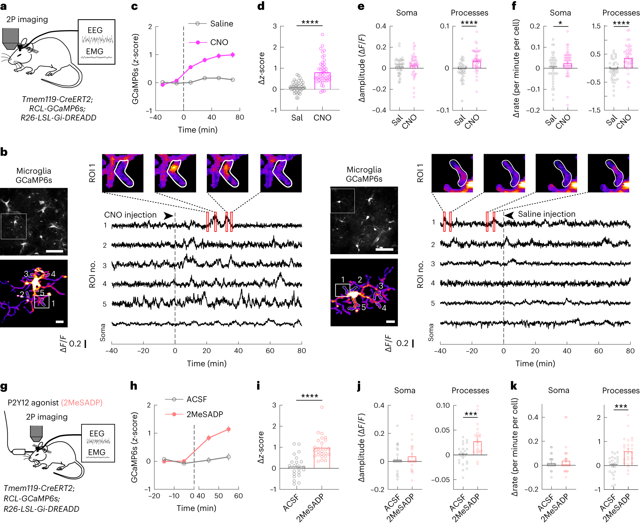 Fig. 2: Activation of microglia Gi signaling increases intracellular Ca2+.
