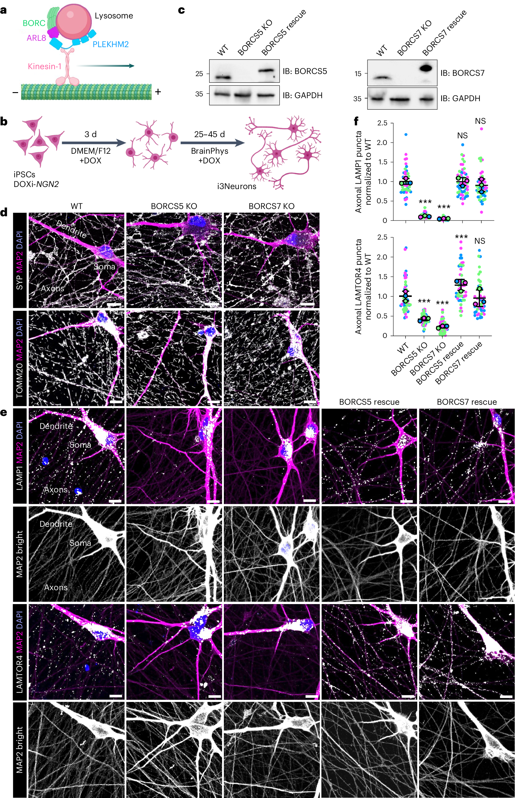 Fig. 1: Depletion of axonal lysosomes in BORCS5-KO and BORCS7-KO i3Neurons.