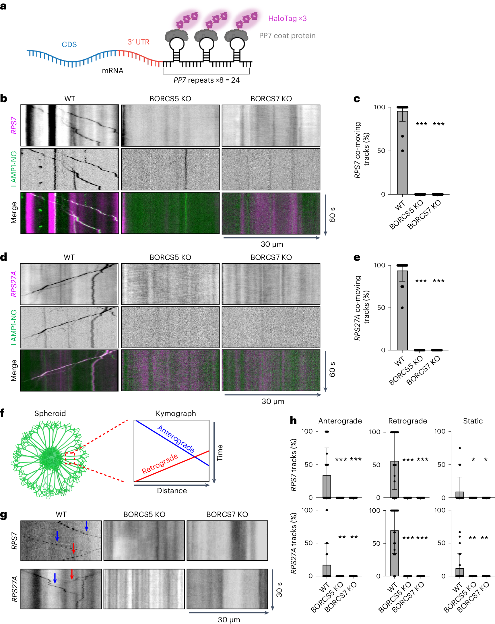 Fig. 4: Transport of mRNAs encoding ribosomal proteins is reduced in the axon of BORC-subunit-KO i3Neurons.