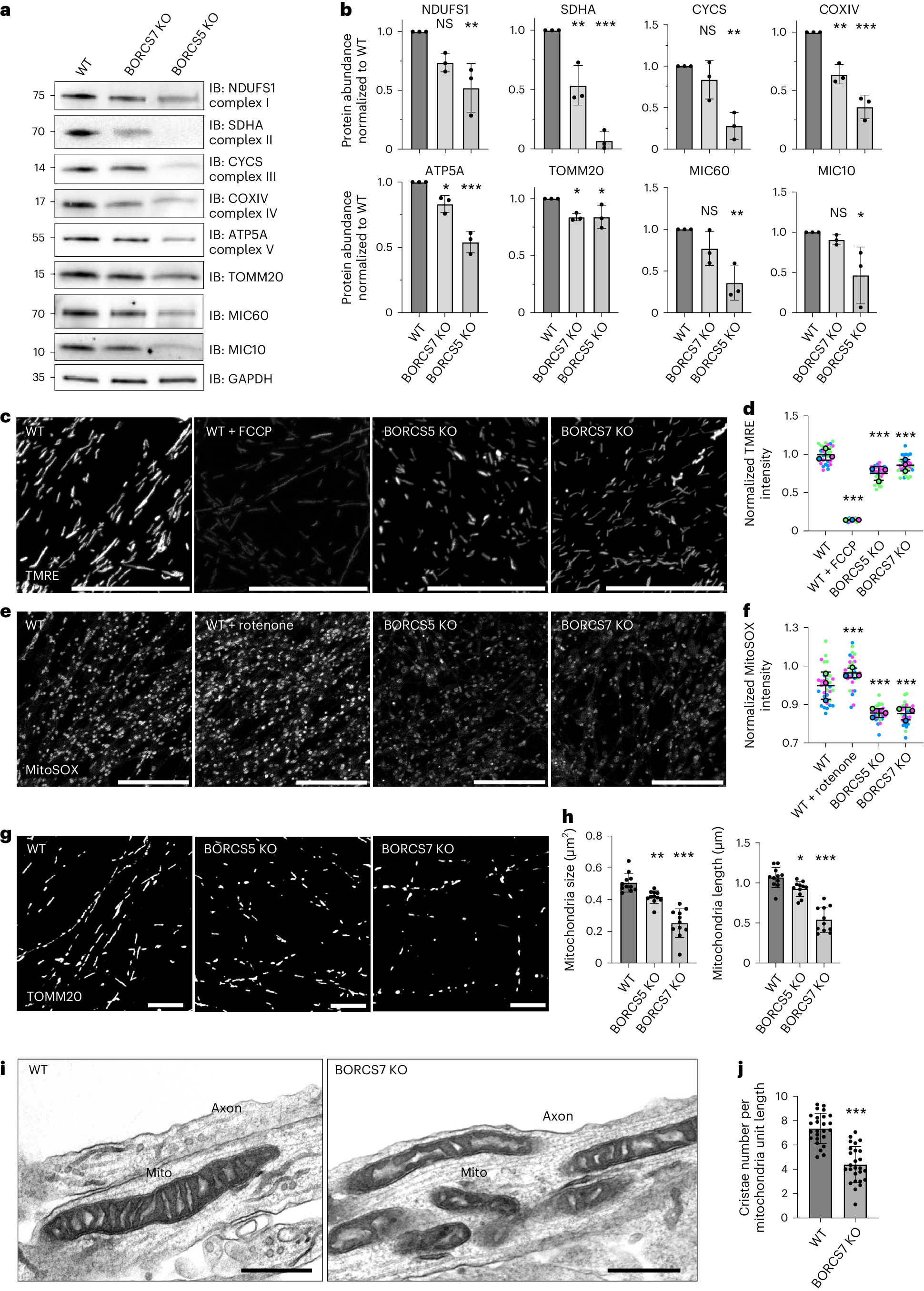 Fig. 6: Mitochondrial defects in axons from BORC-KO i3Neurons.