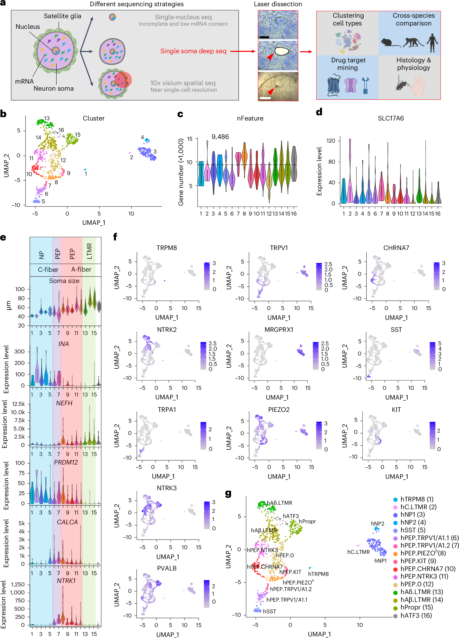 人間の触覚は16種類のユニークな神経細胞で構成されている(Human sense of touch consists of 16 unique types of nerve cells)