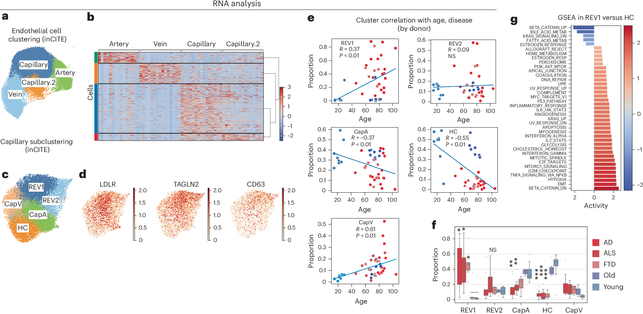 Fig. 4: Distinct brain capillary endothelial states associate with healthy aging versus neurodegenerative diseases.
