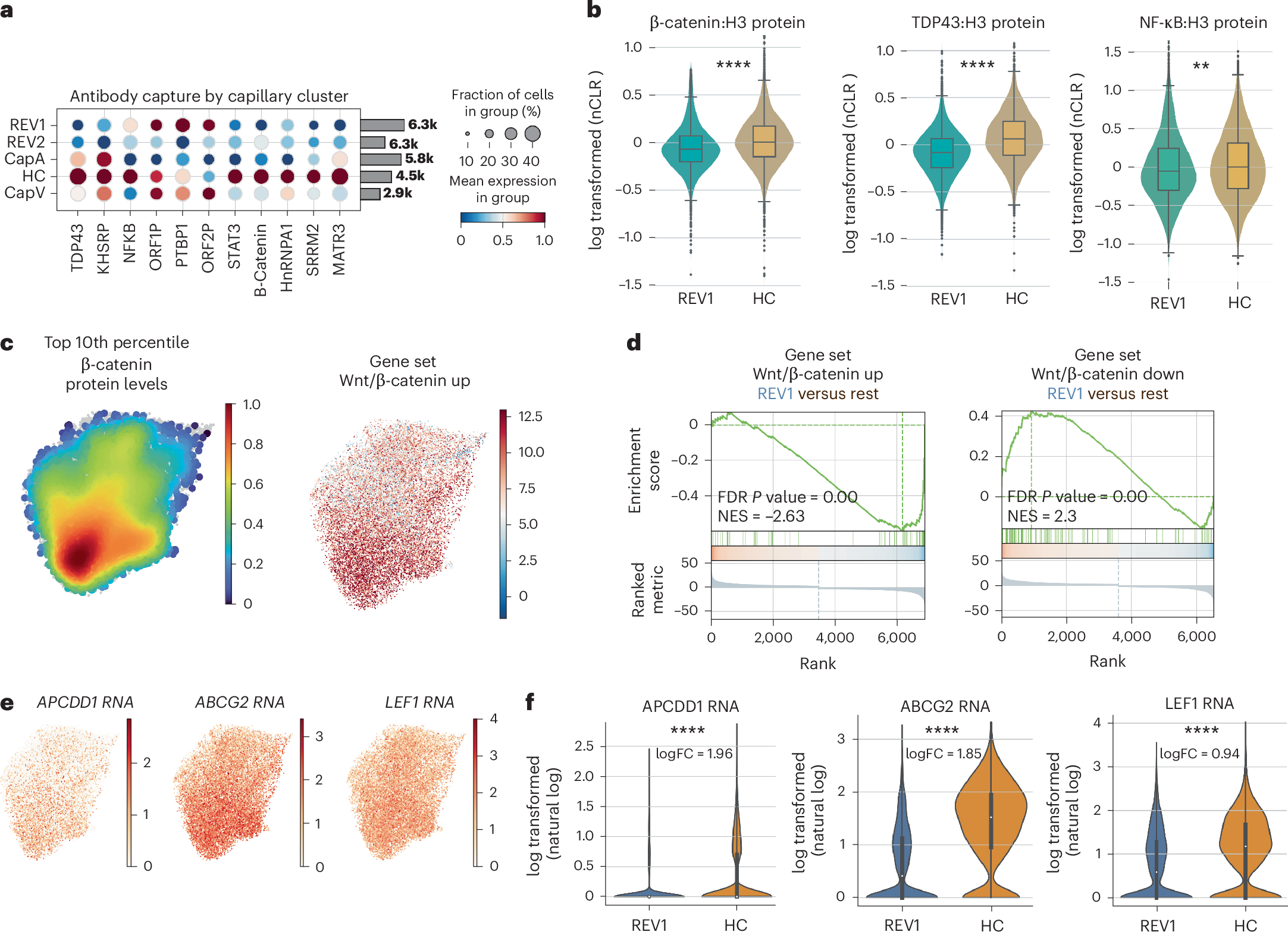 Fig. 5: inCITE analysis reveals a loss of Wnt/β-catenin signaling in disease-associated nuclei.