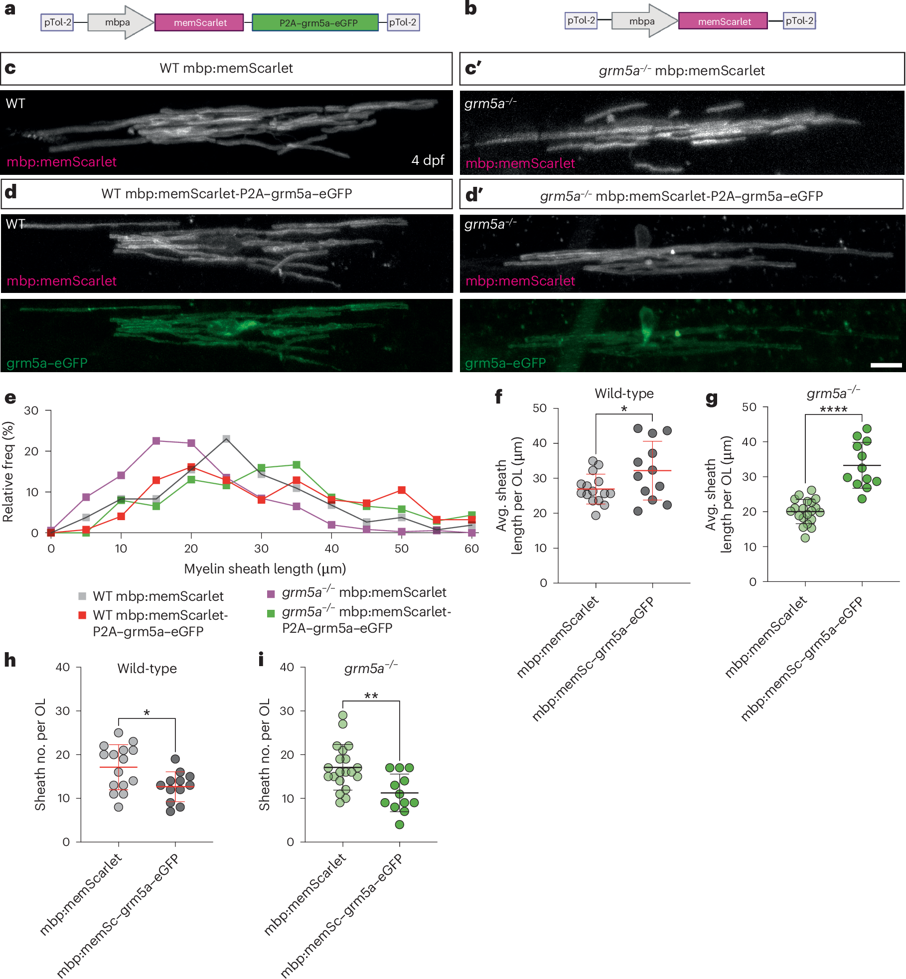 Fig. 3: Oligodendrocyte-restricted expression of grm5a promotes myelin sheath elongation.