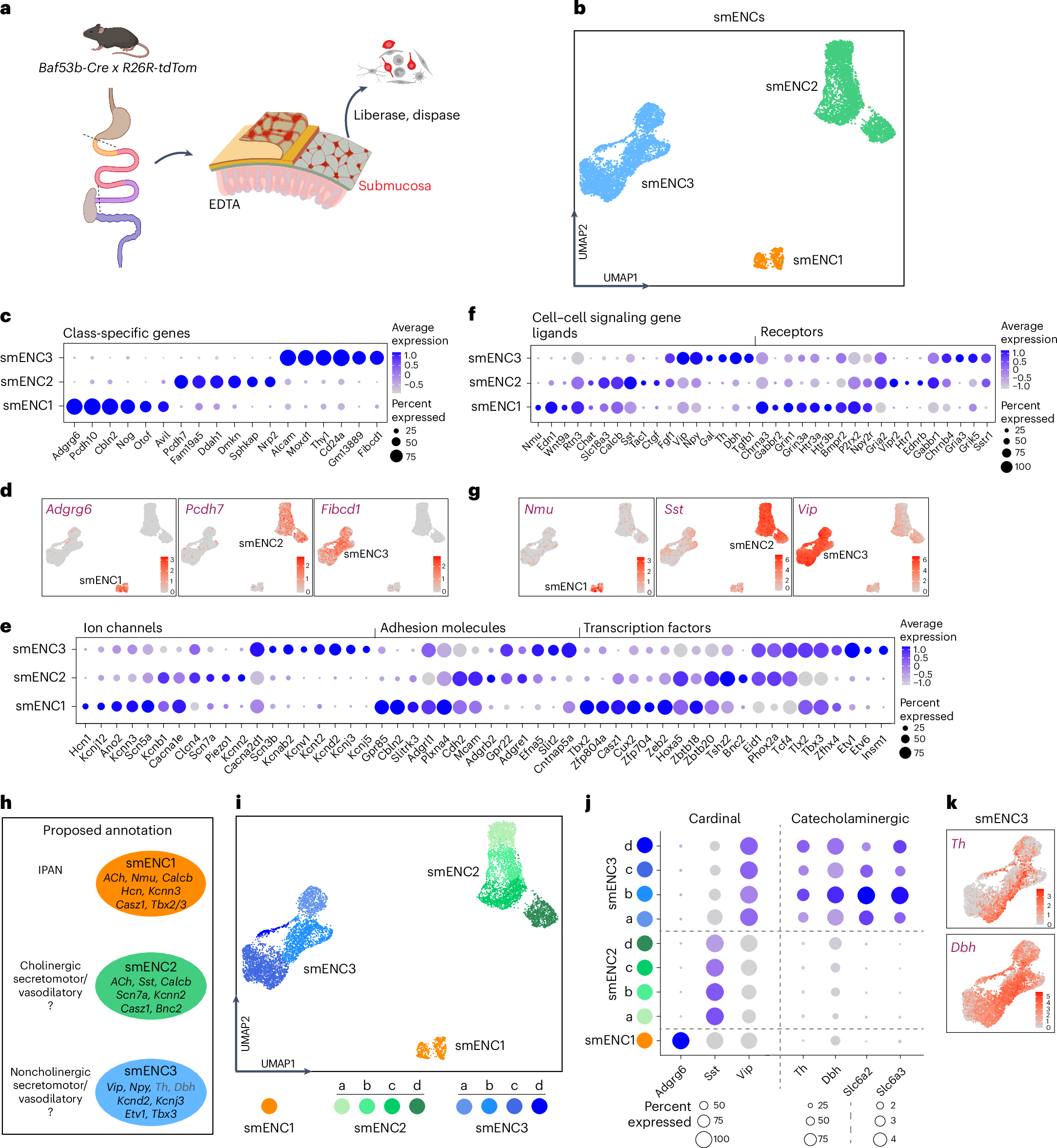 腸内の「脳」マッピング、消化器障害への手がかりに(Mapping the “brain in the gut” may provide clues to gastrointestinal disorders)