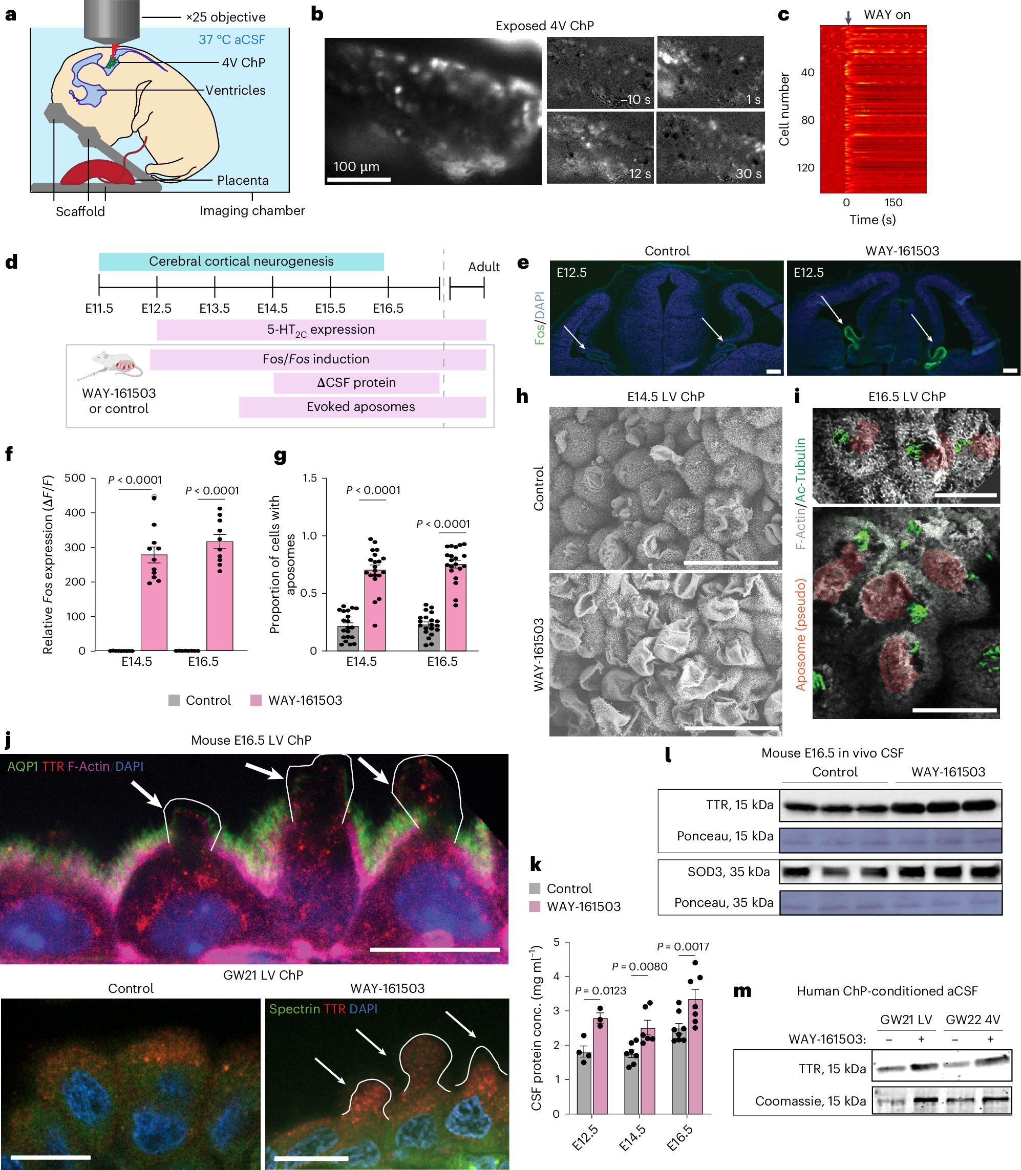 Fig. 1: Maternal–fetal activation of ChP 5-HT2C evokes apocrine secretion of proteins into the CSF.