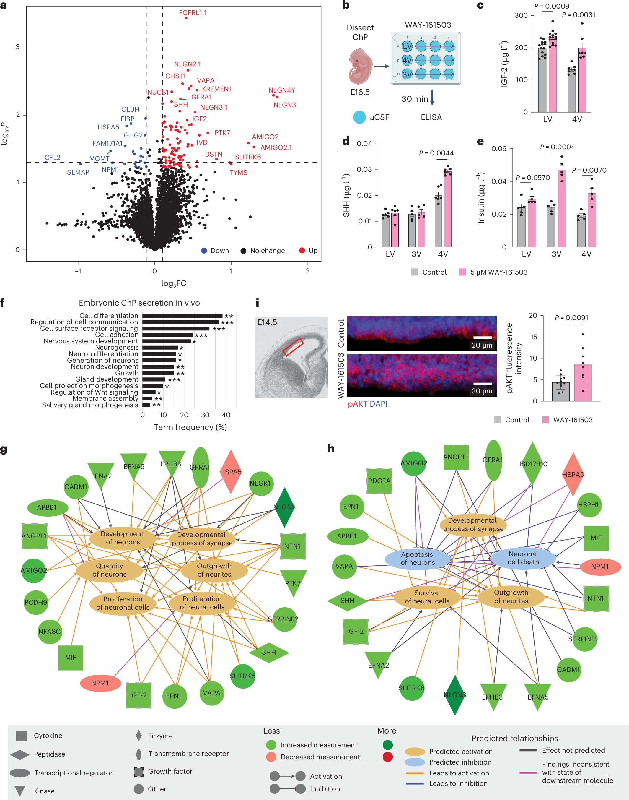 Fig. 2: Apocrine secretion alters the embryonic CSF proteome.