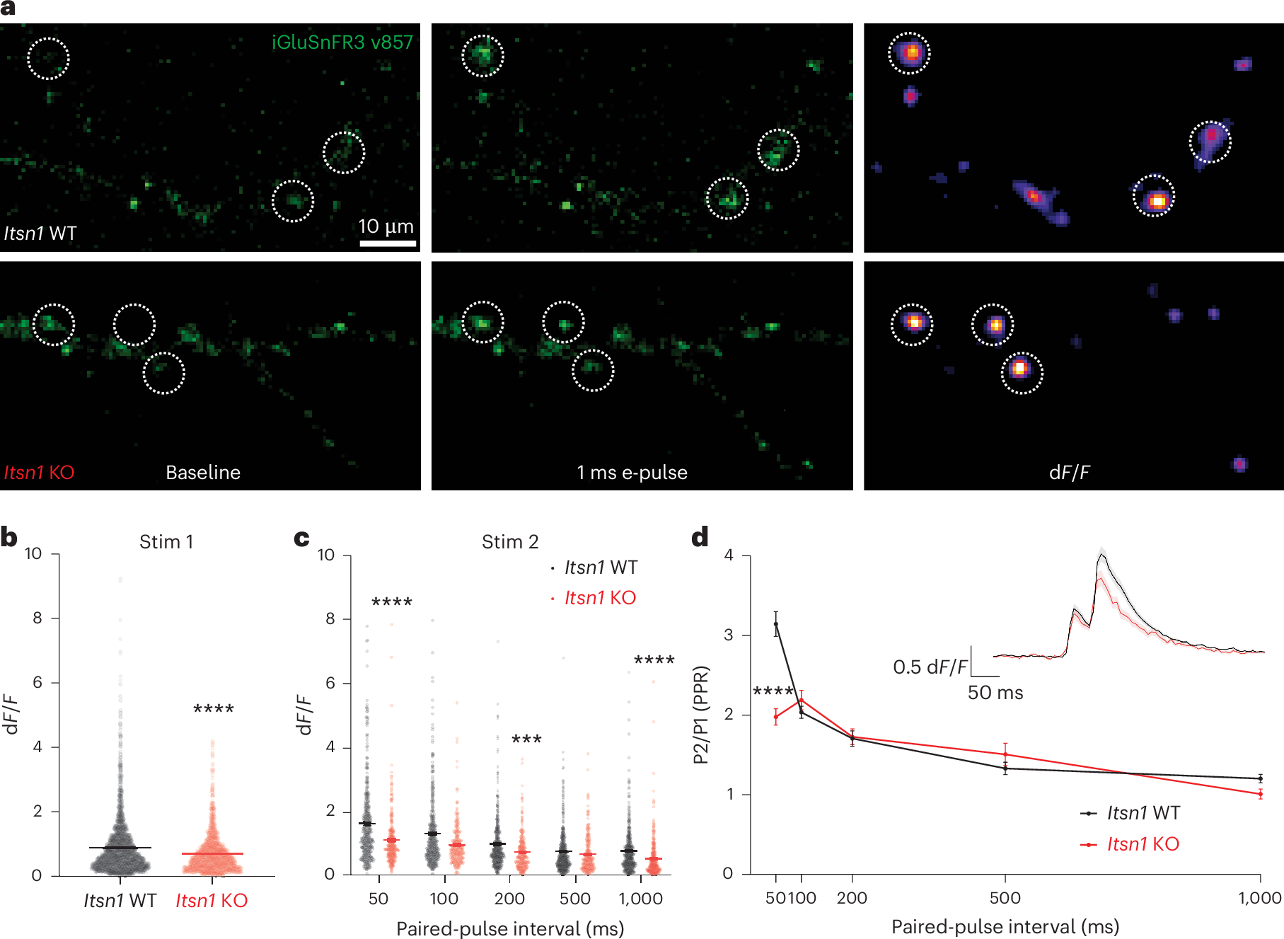 Fig. 6: Itsn1 is required for glutamate release and synaptic facilitation.