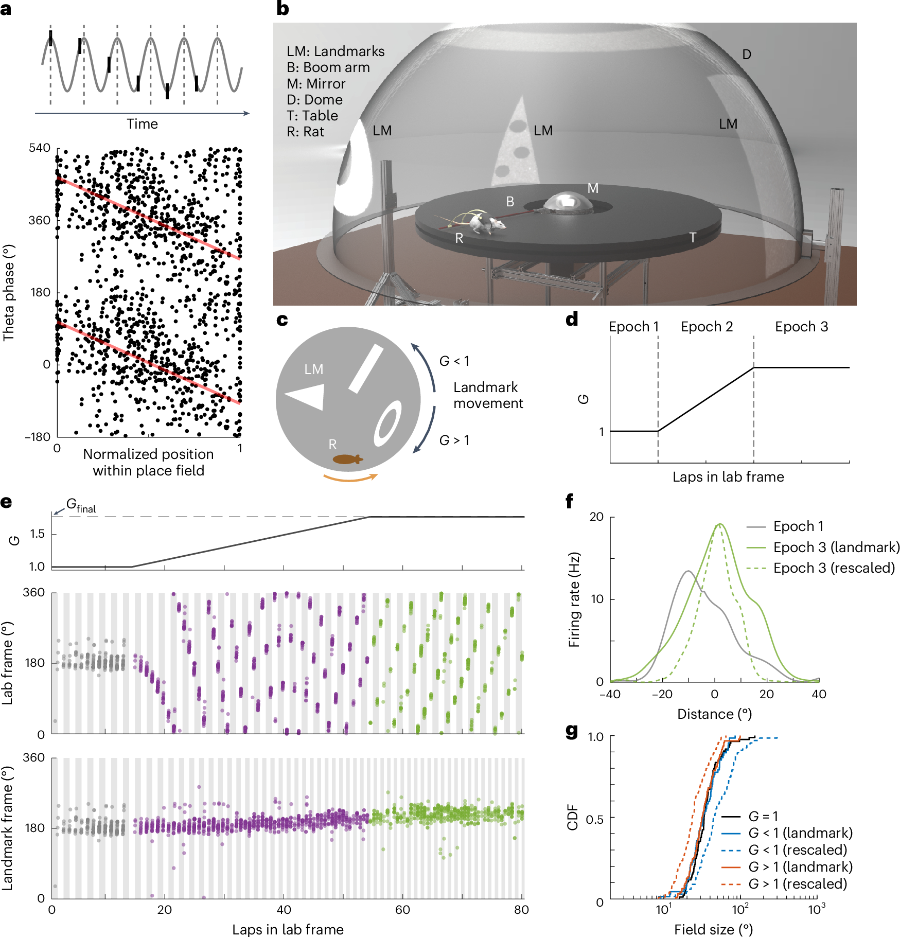 Allothetic and idiothetic spatial cues control the multiplexed theta phase  coding of place cells | Nature Neuroscience