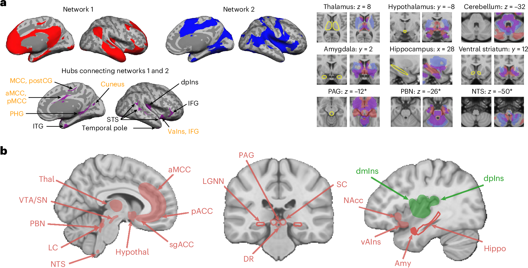 Fig. 1: Key cortical and subcortical regions involved in interoception and allostasis.