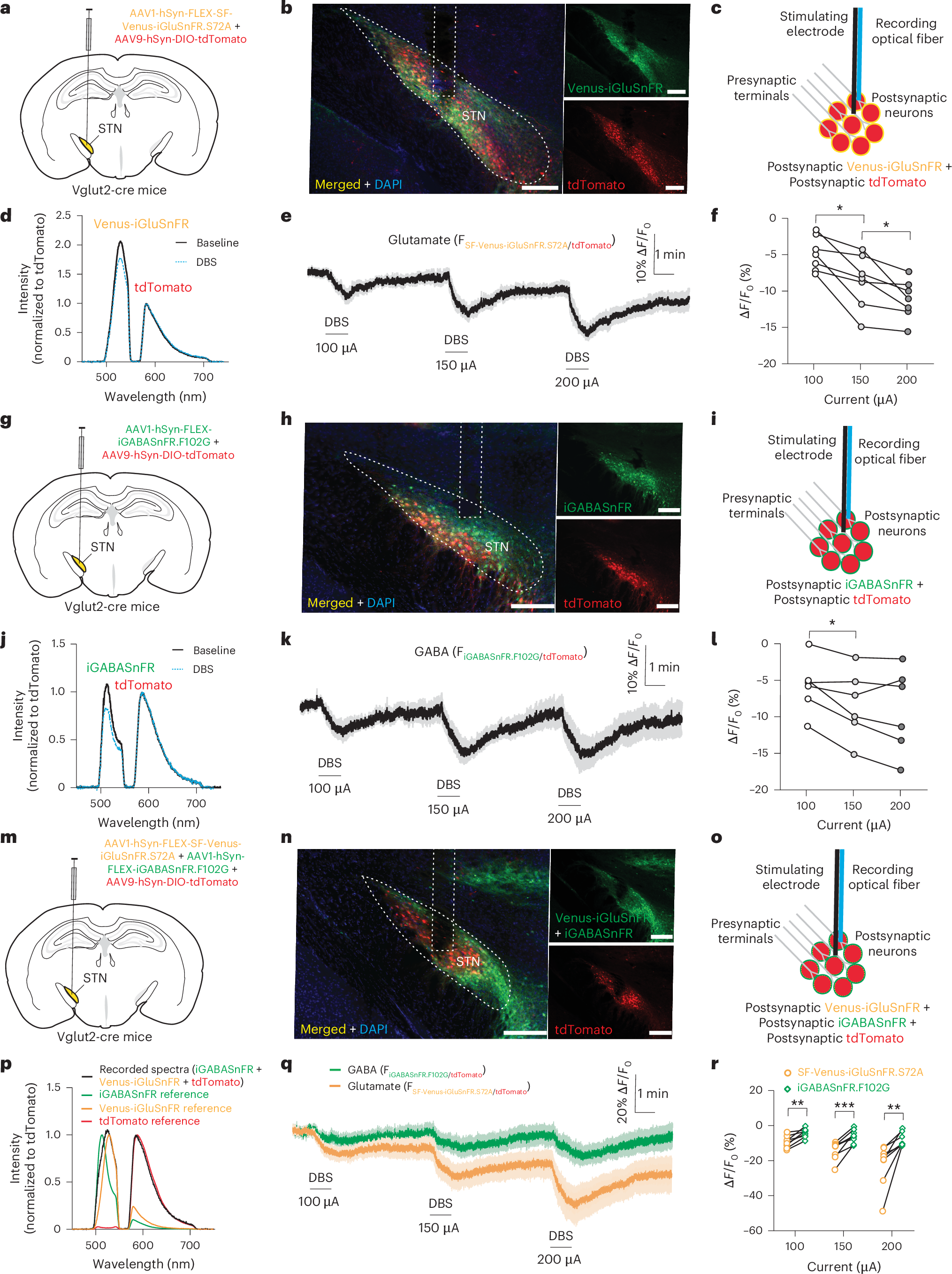 Fig. 3: High-frequency STN DBS causes sustained inhibition in local neurotransmitter release in the STN of normal mice.