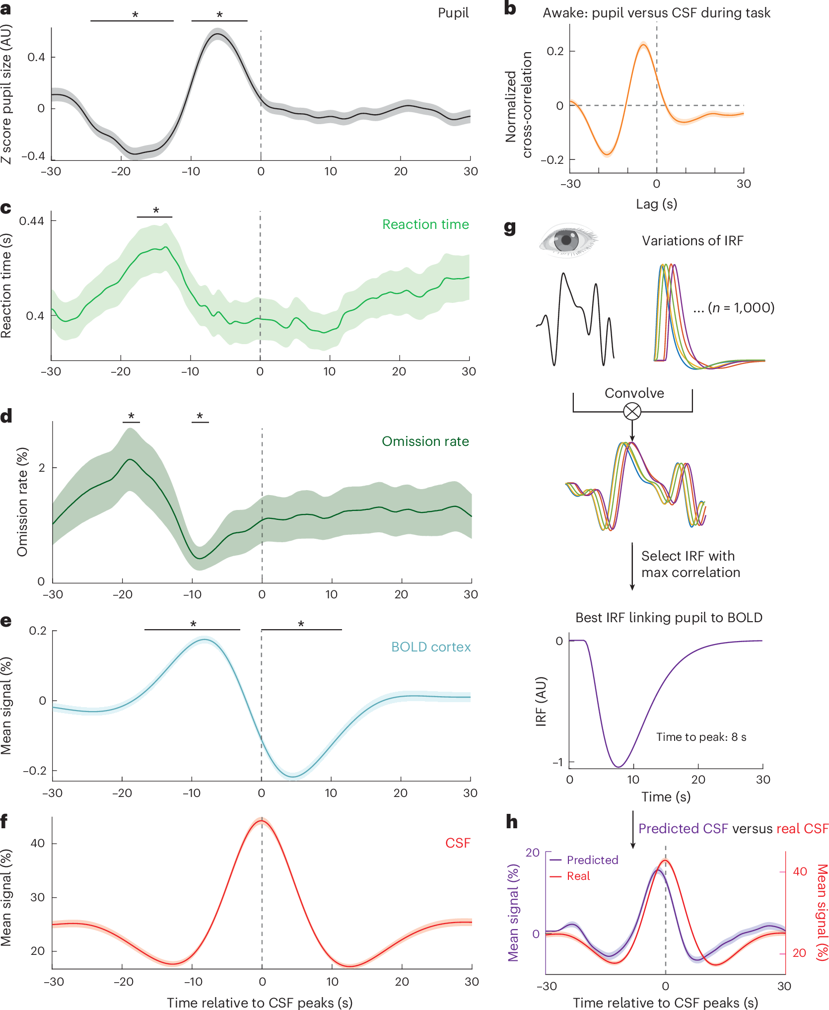 Fig. 3: Pulsatile CSF flow is temporally coupled to pupil diameter changes and behavioral performance during wakefulness.
