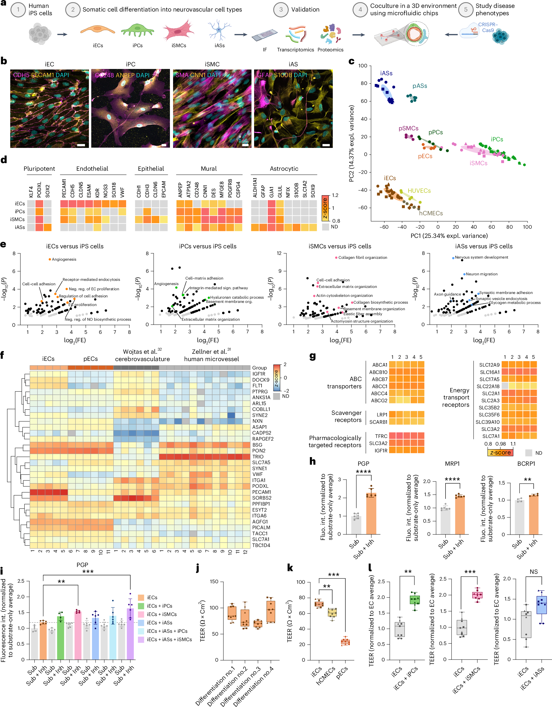 ヒト血液脳関門モデルを幹細胞から作製(Human model of blood-brain barrier)
