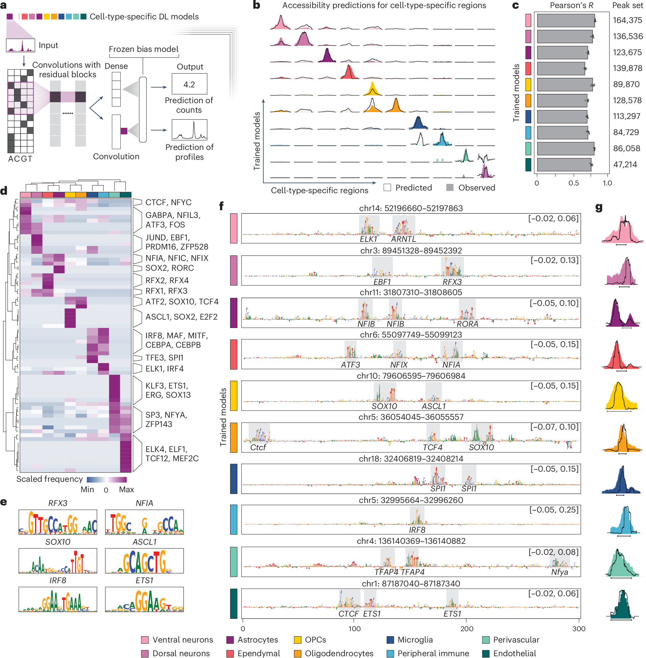 Fig. 2: Deep learning models predict accessibility and regulatory logic across cell types.