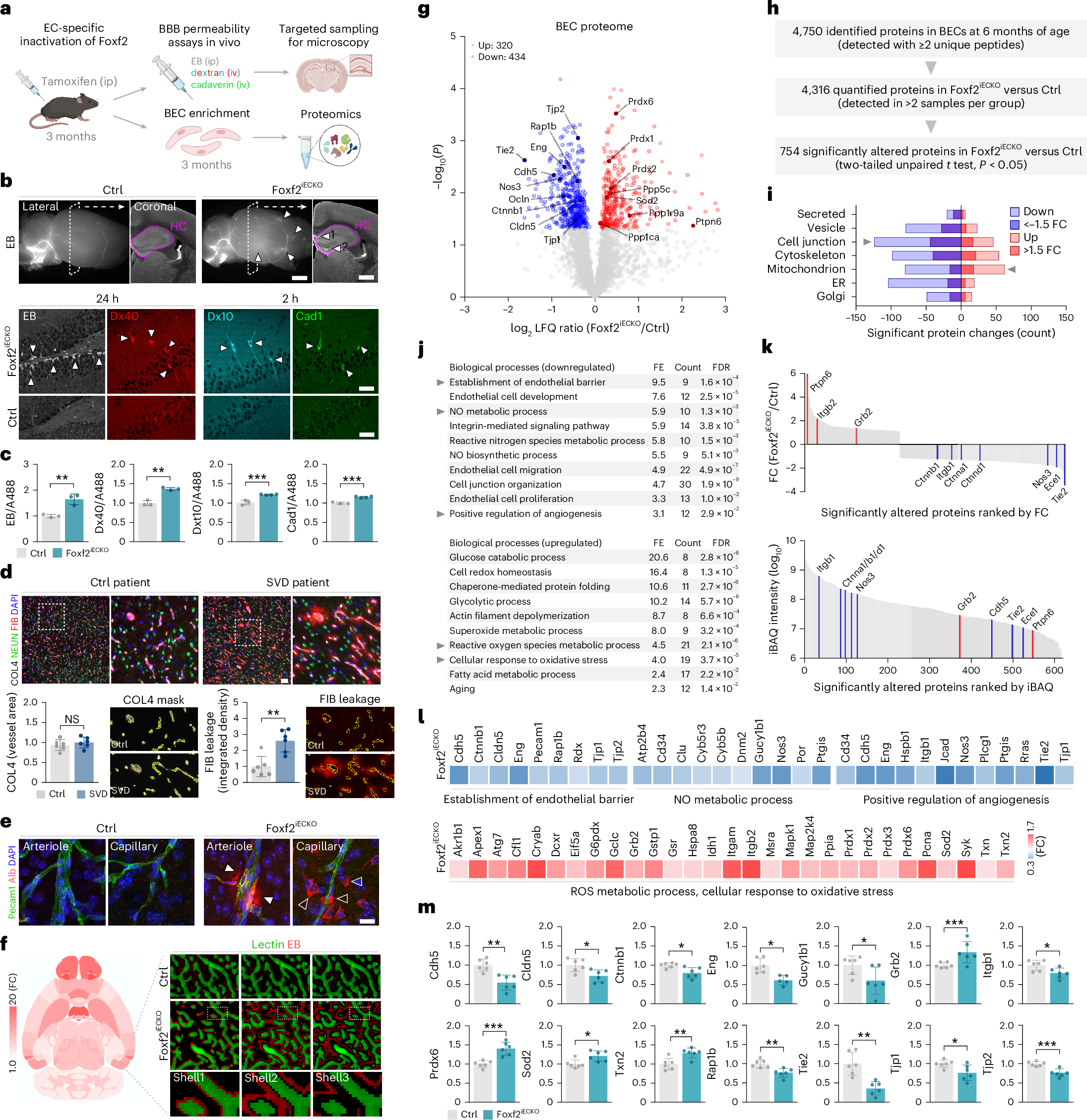 Fig. 2: Endothelial Foxf2 deficiency causes BBB leakage and attenuates Tie2 signaling.