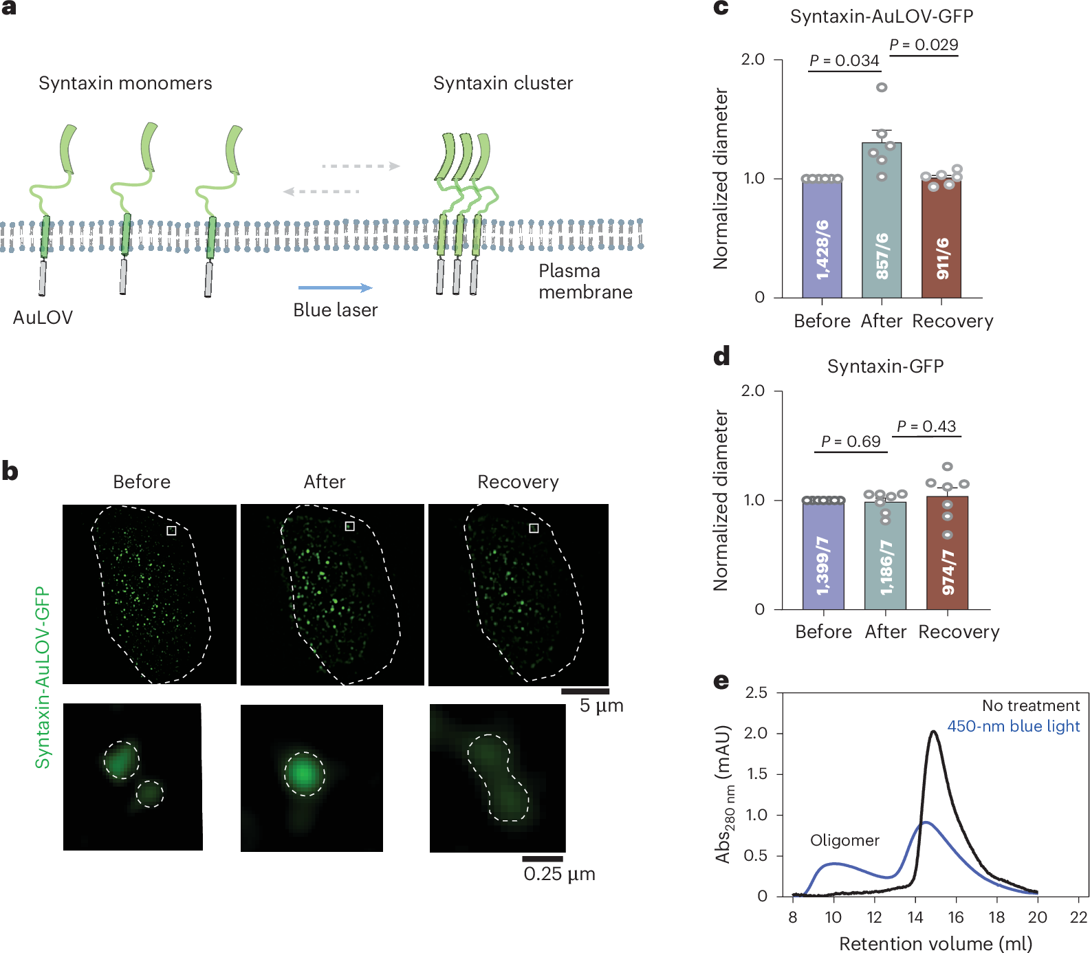 Munc18 modulates syntaxin phase separation to promote exocytosis | Nature  Neuroscience